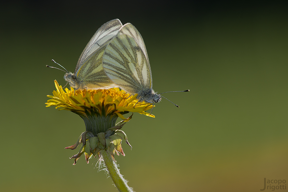 Coupling Pieris napi