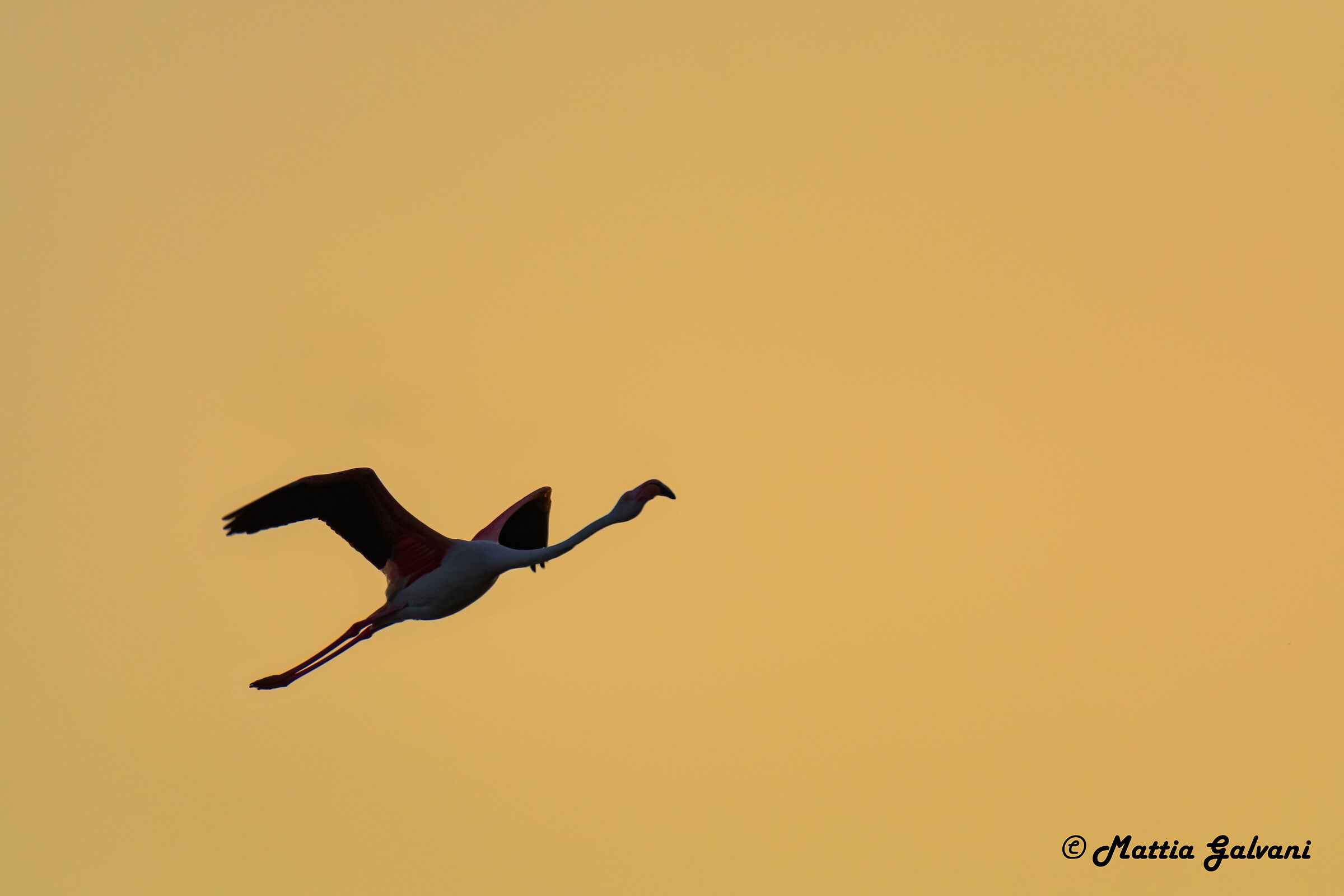 Fenicottero in volo all'alba