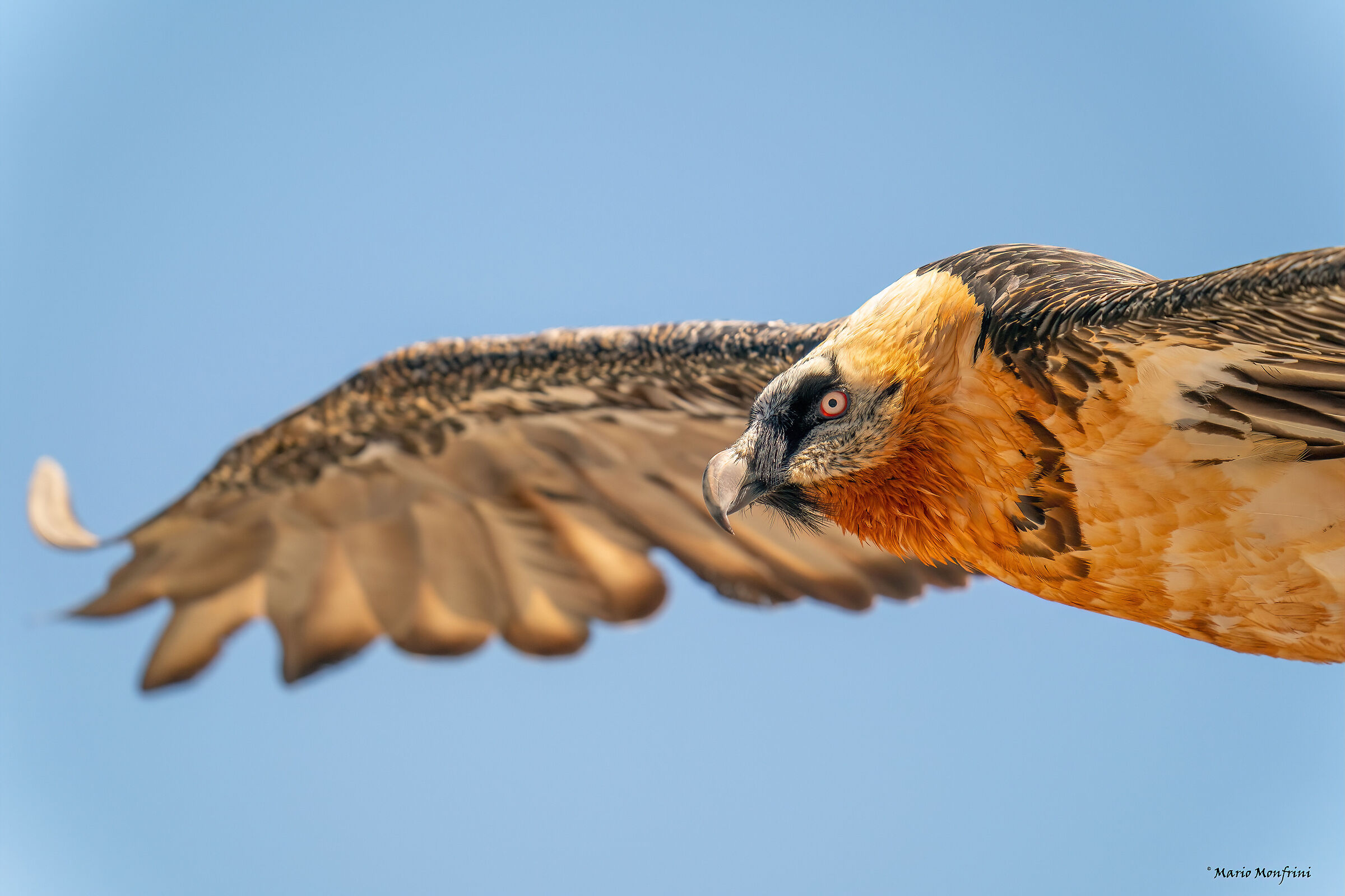 Bearded vulture - portrait