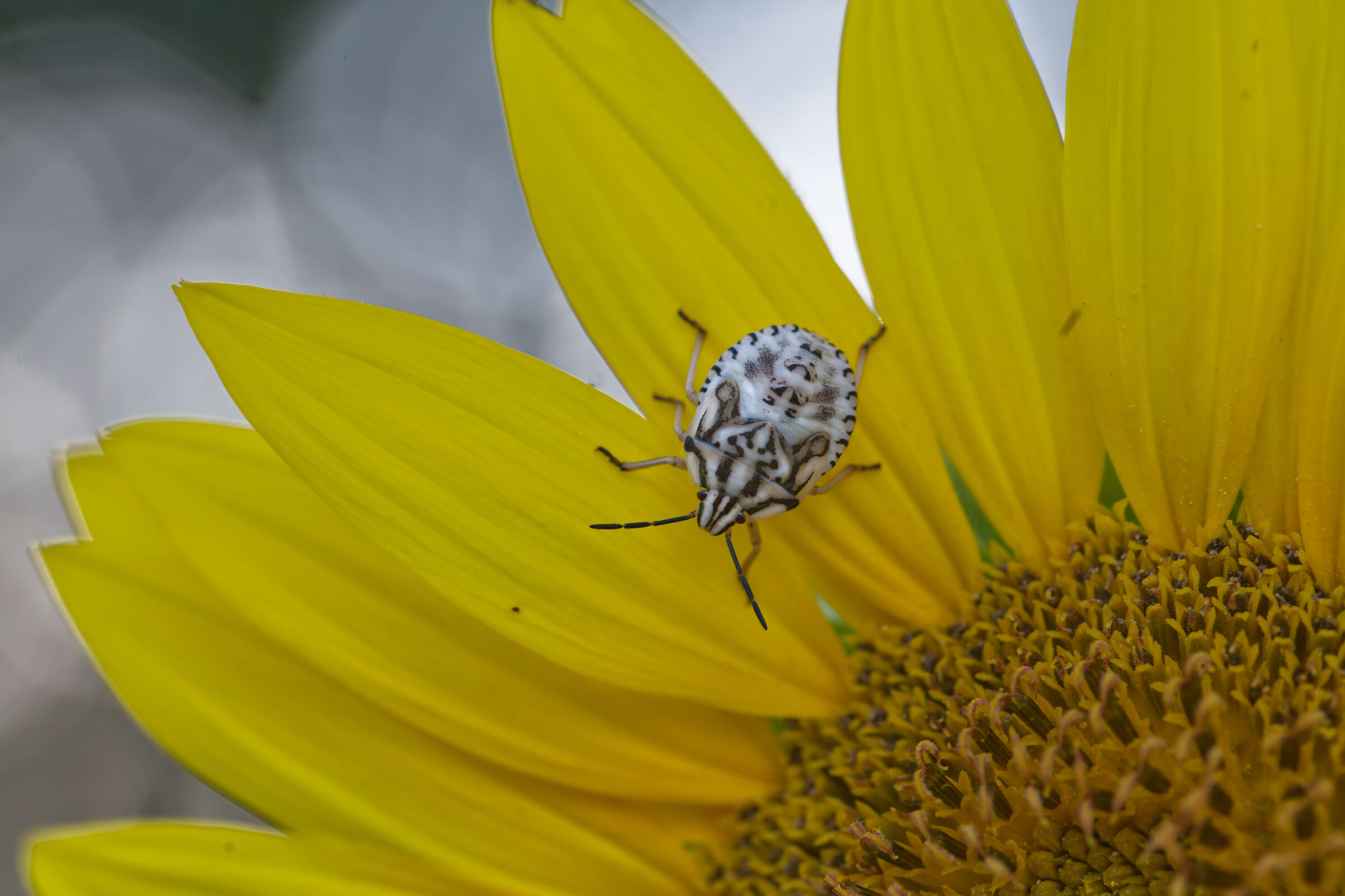 Pentatomidae albino?