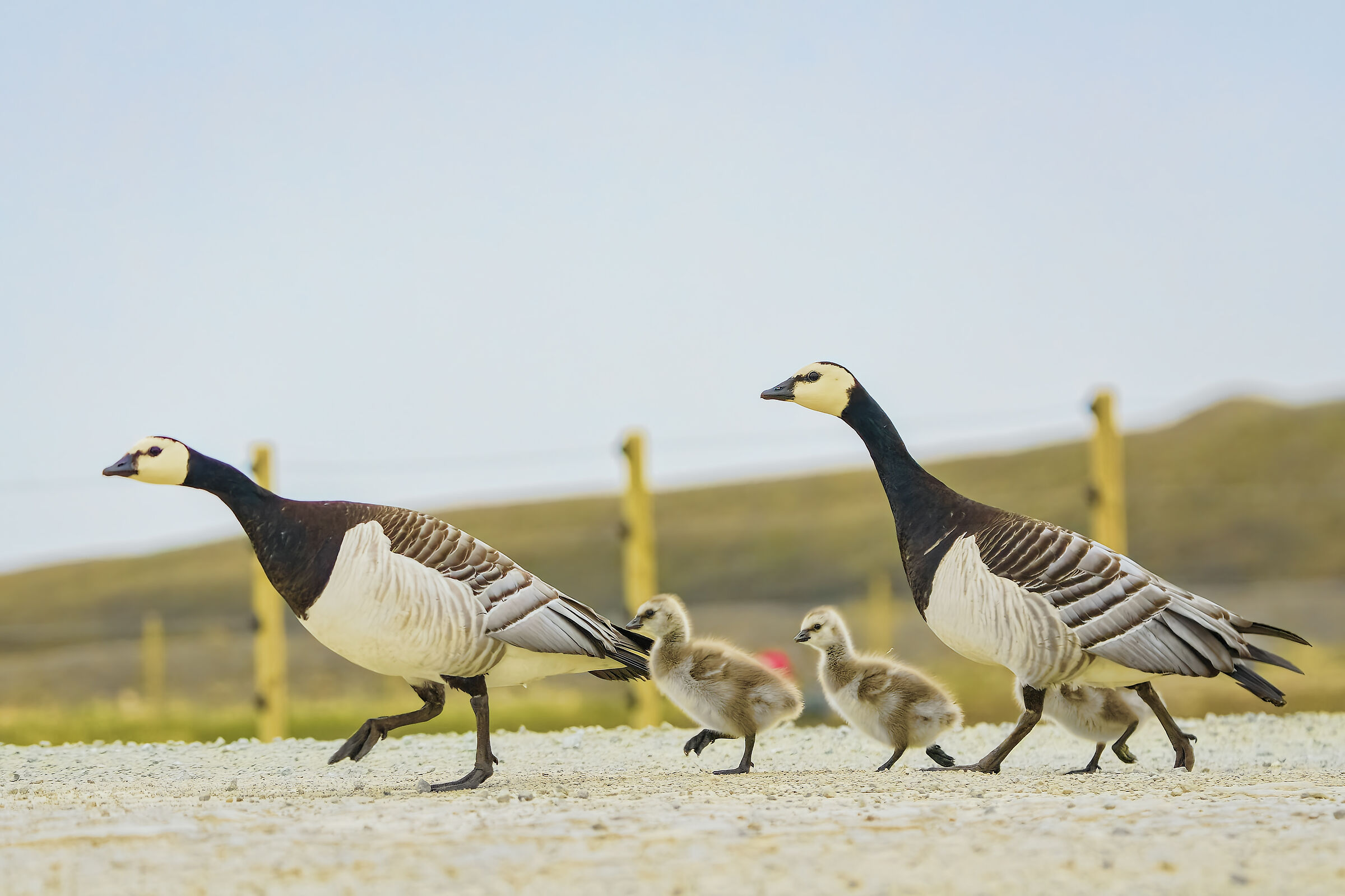 Oche testabianca e pulli