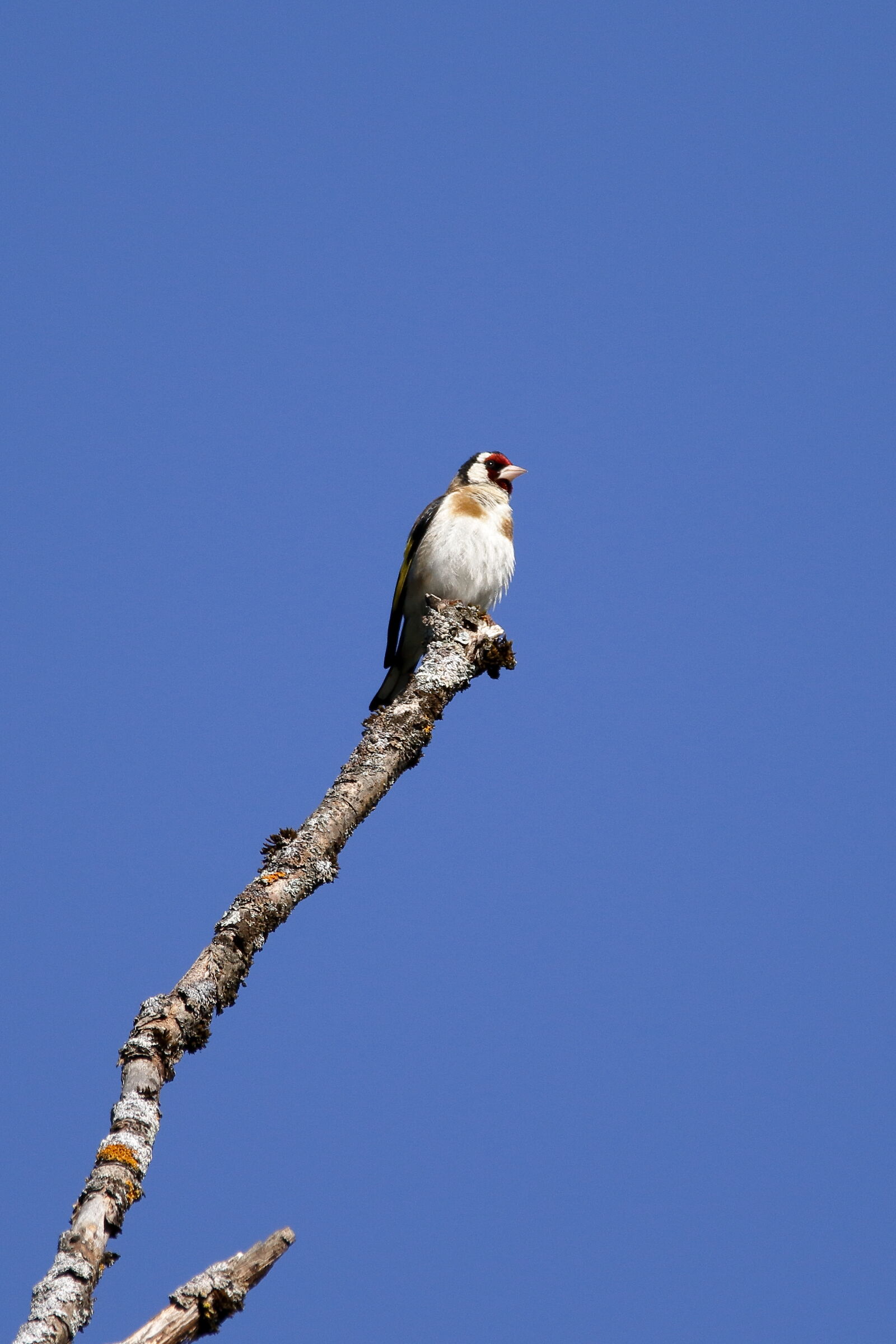 mattutitino goldfinch