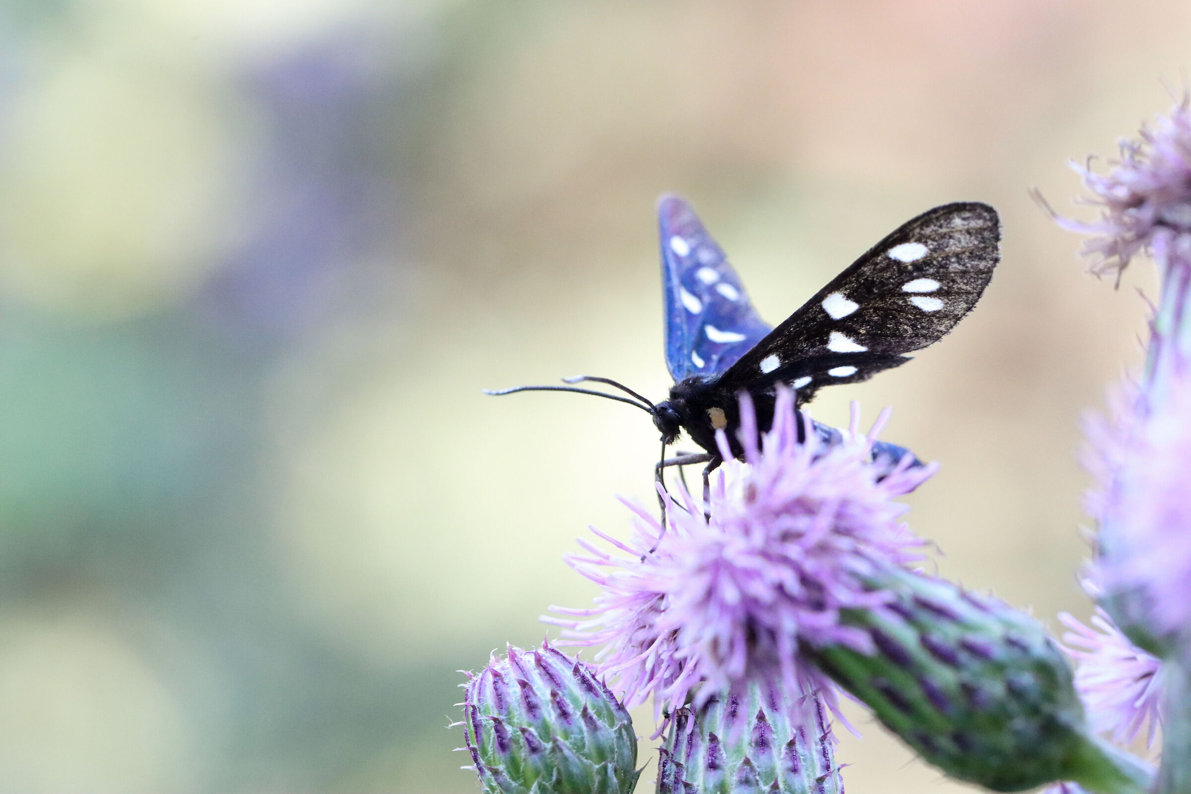 A midsummer day's dream