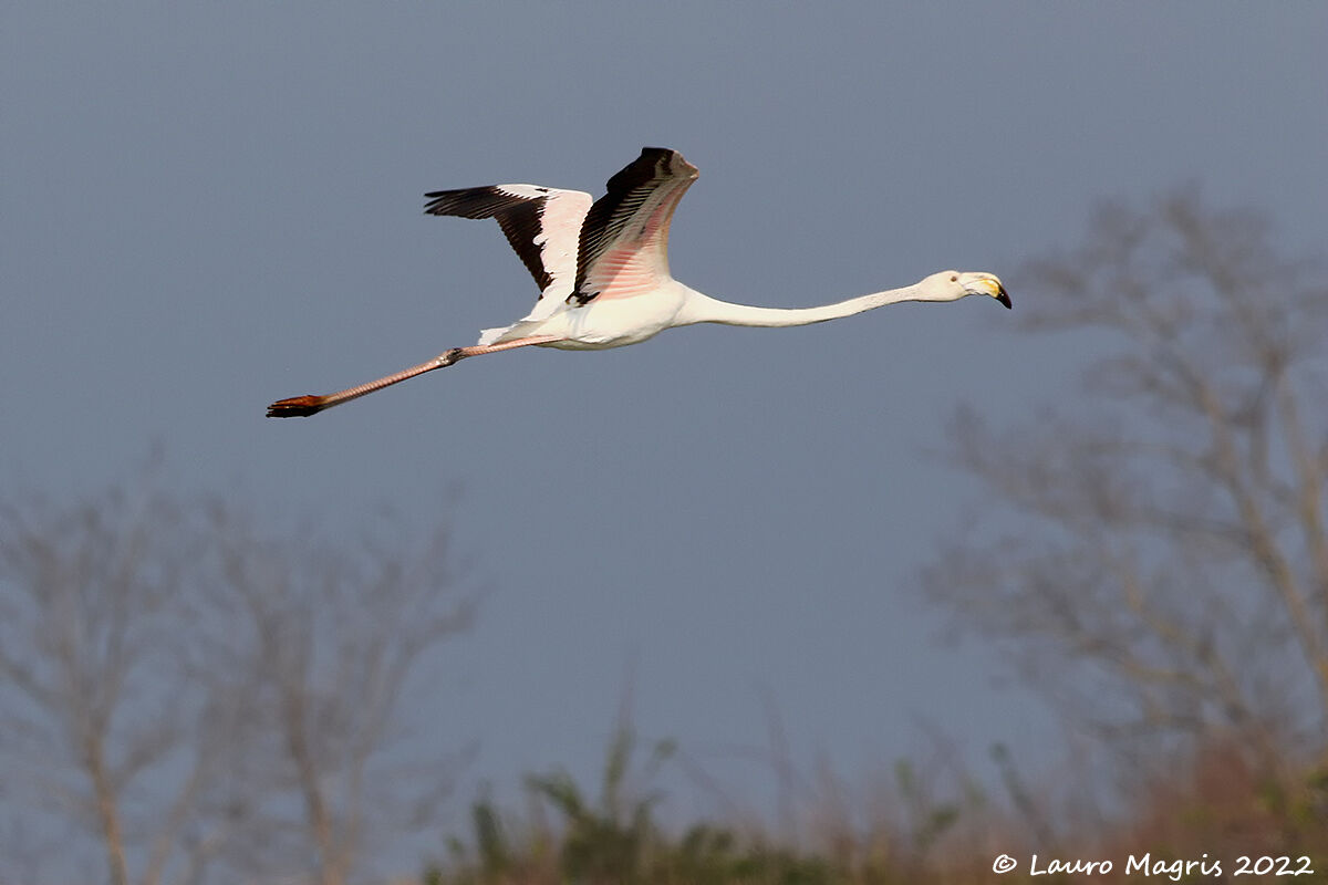 In flight