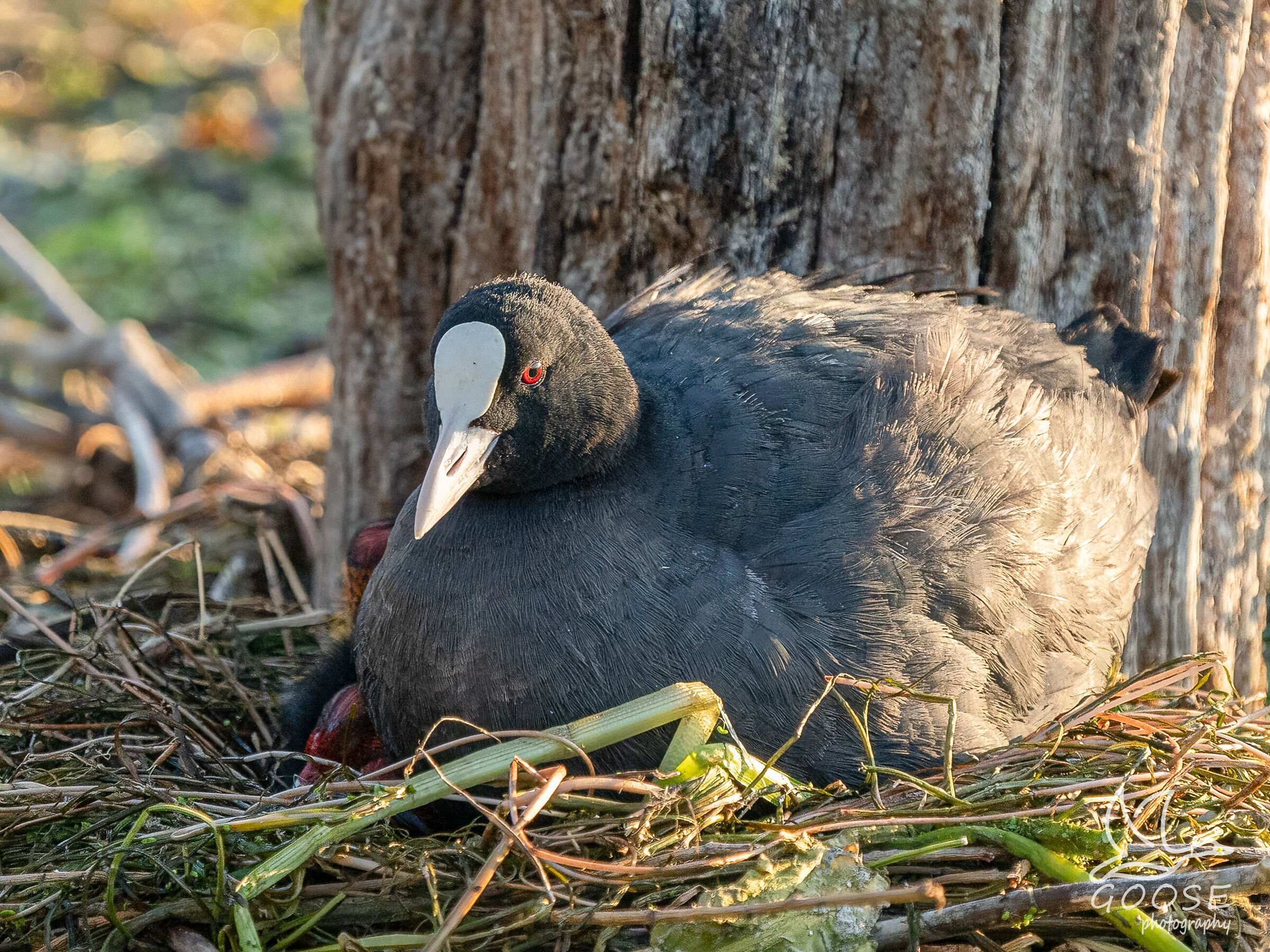 nest