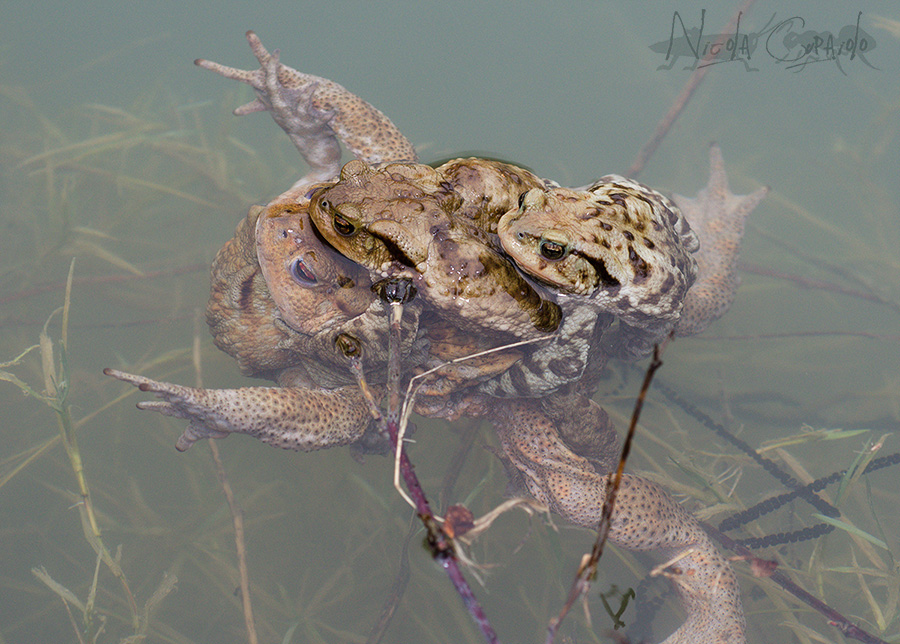 Ciuuff ciuuuuuuuufff!!!