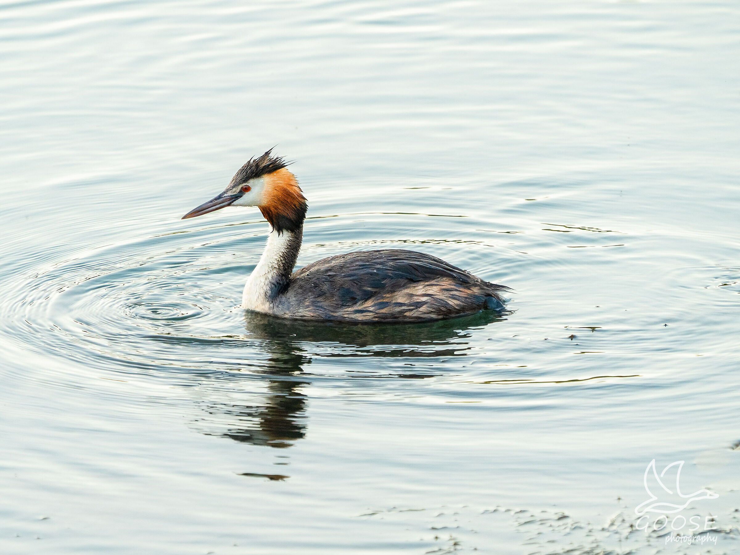 grebe