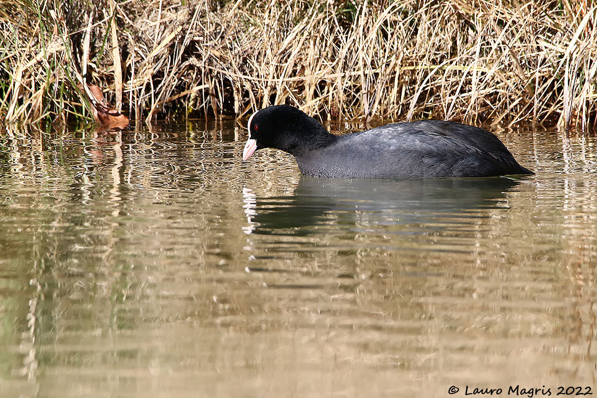 St. Florian's Coot