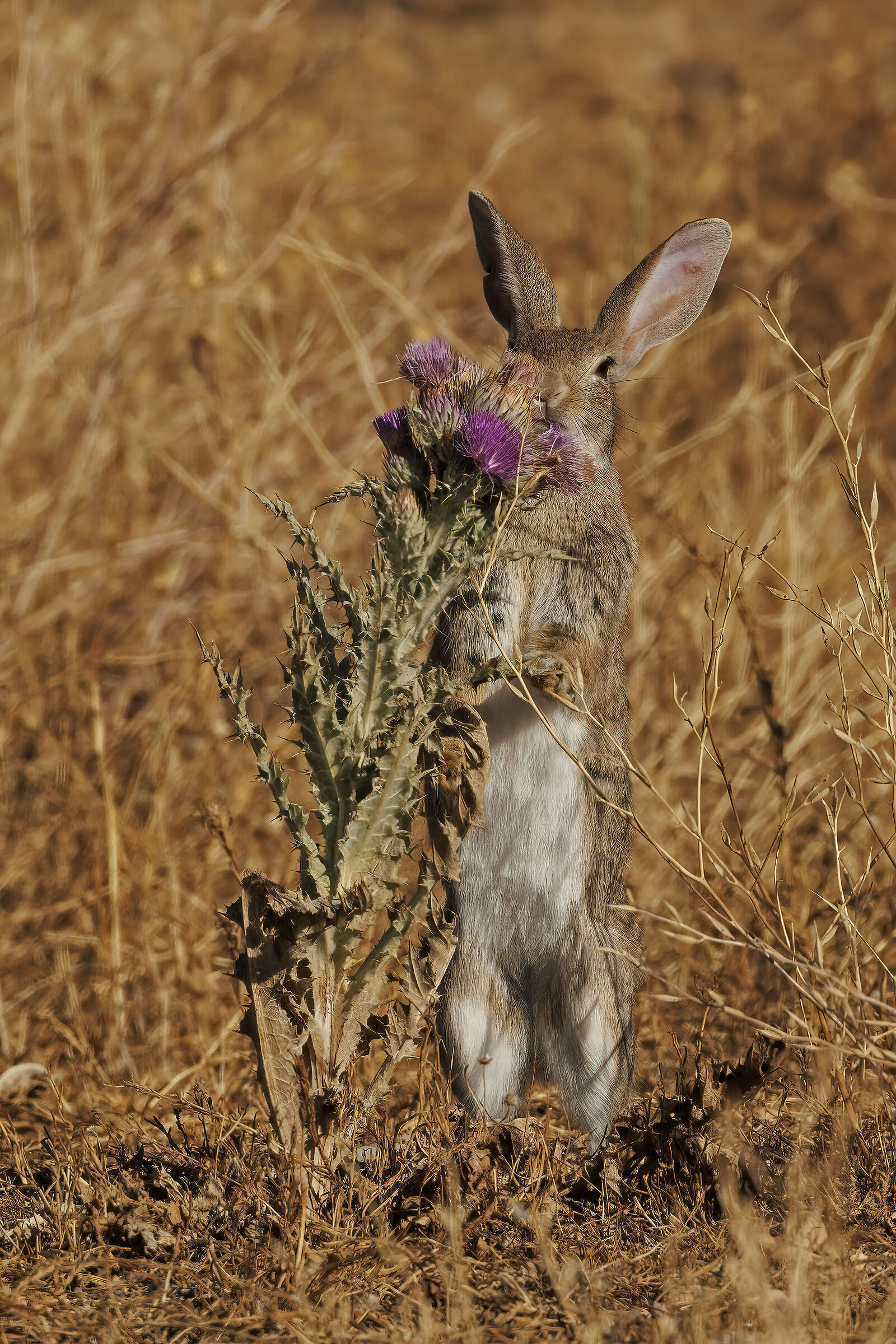 Wild rabbit and thistle