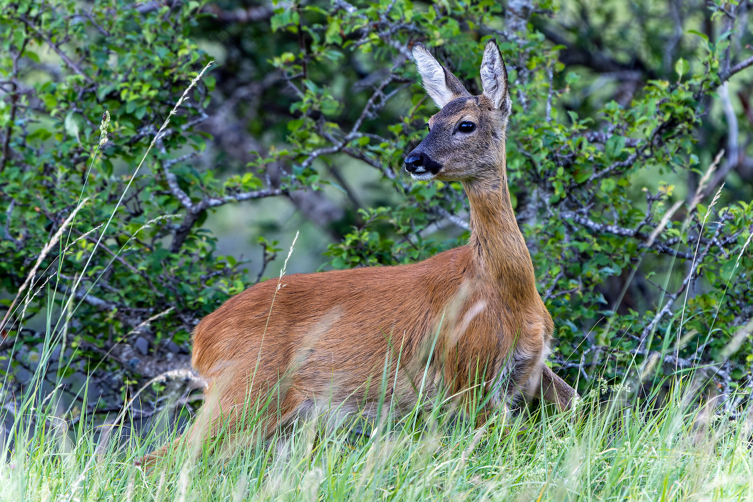 Ti sento (ma non ti vedo!) - Capriolo