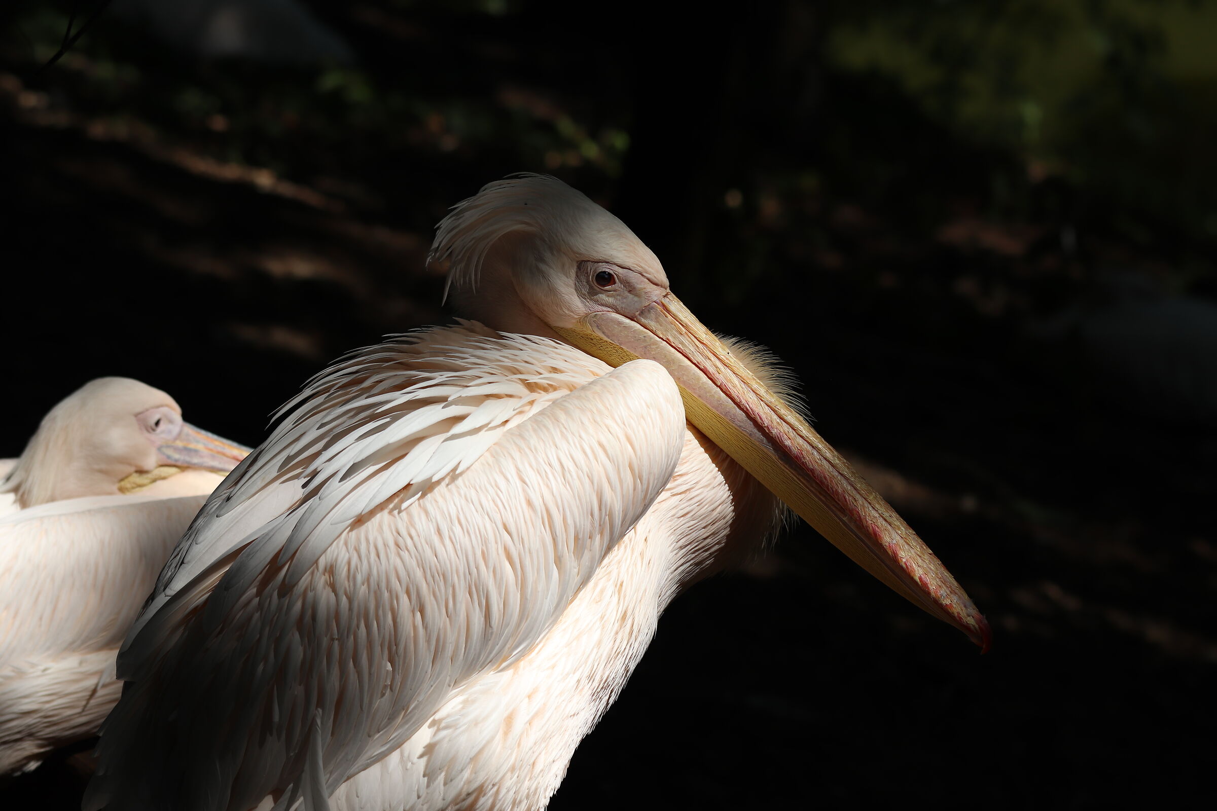 Pellicano in penombra