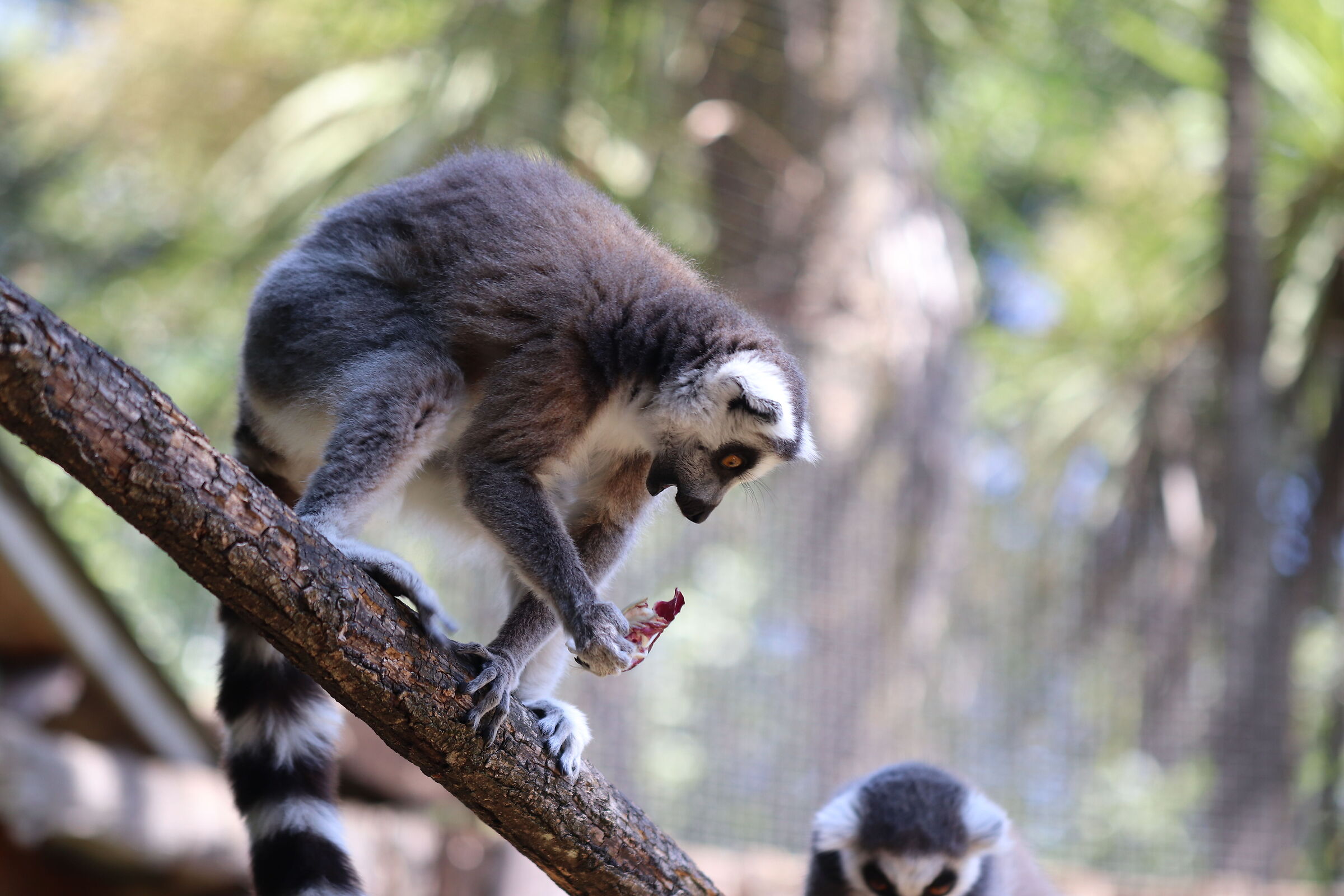 Radicchio?! Che stregoneria è mai questa?!
