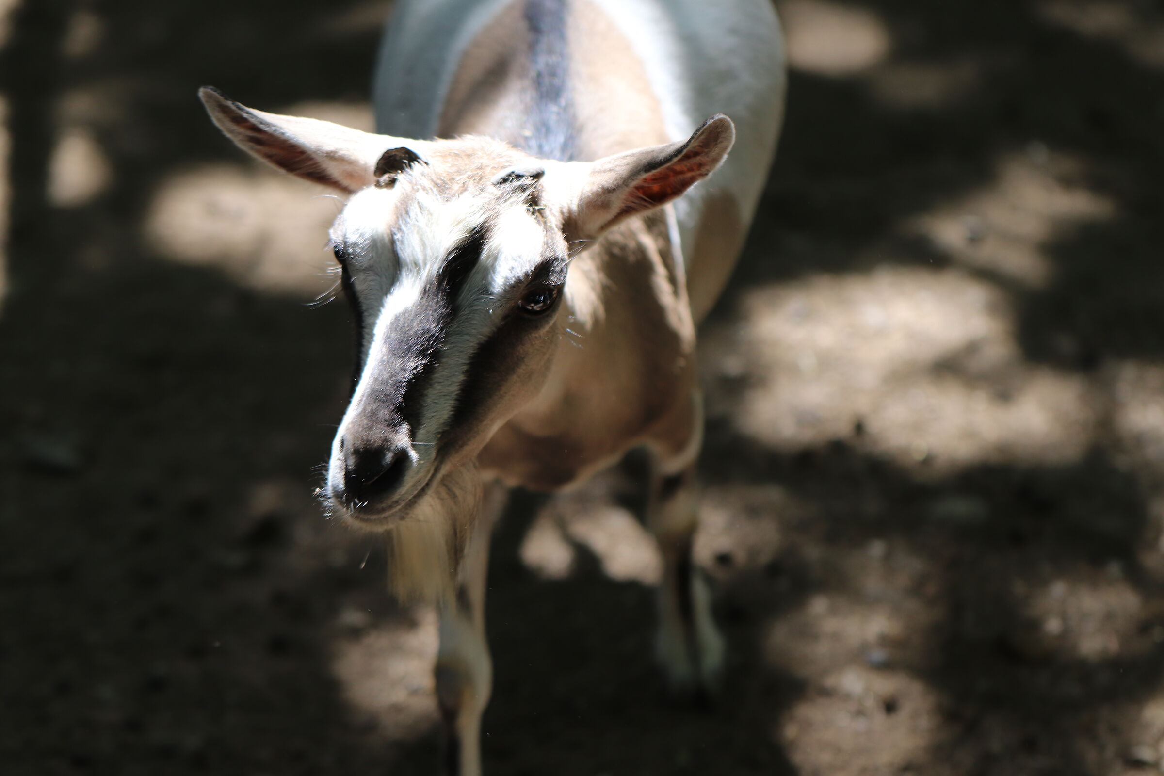 Capretta in avvicinamento!