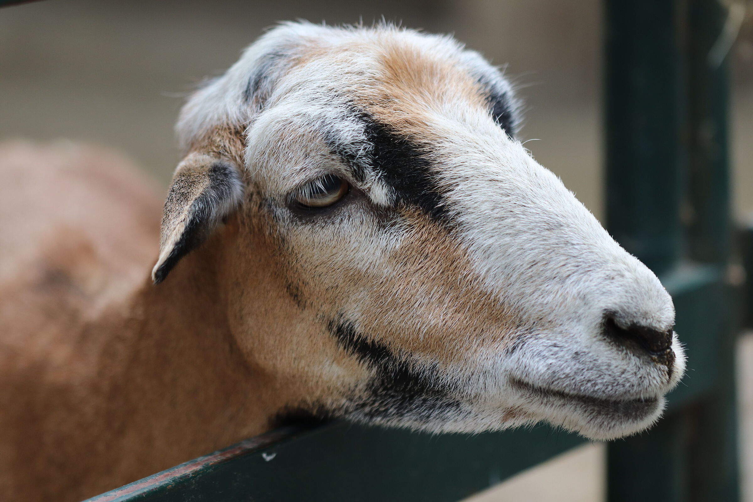 Capretta più assonnata di me