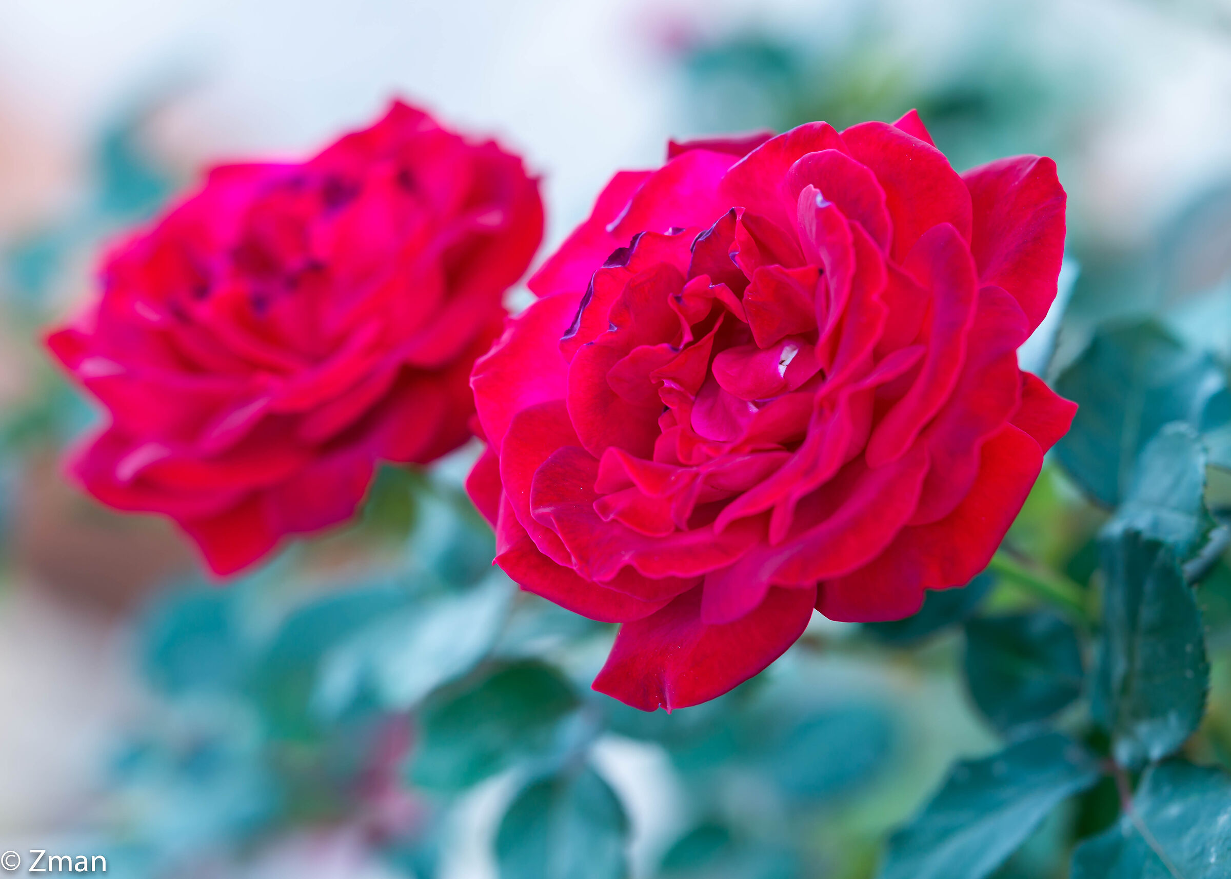 Red Roses