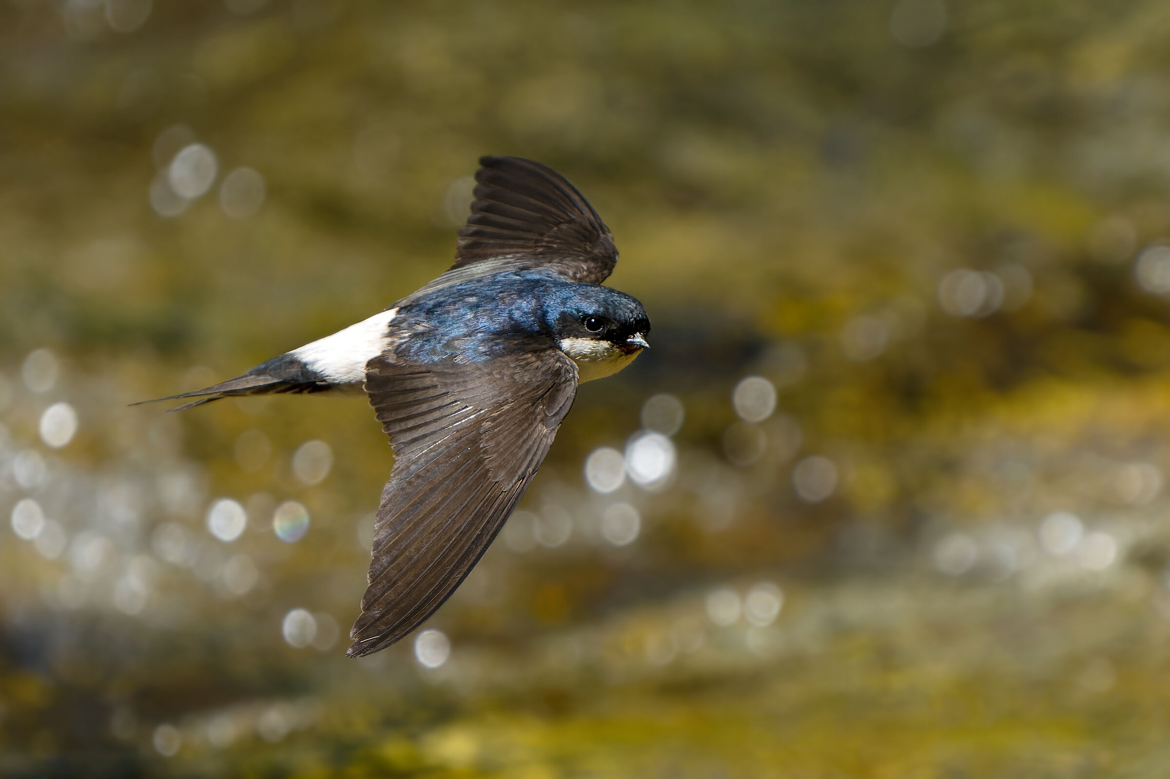 Cosa stai facendo? - Balestruccio