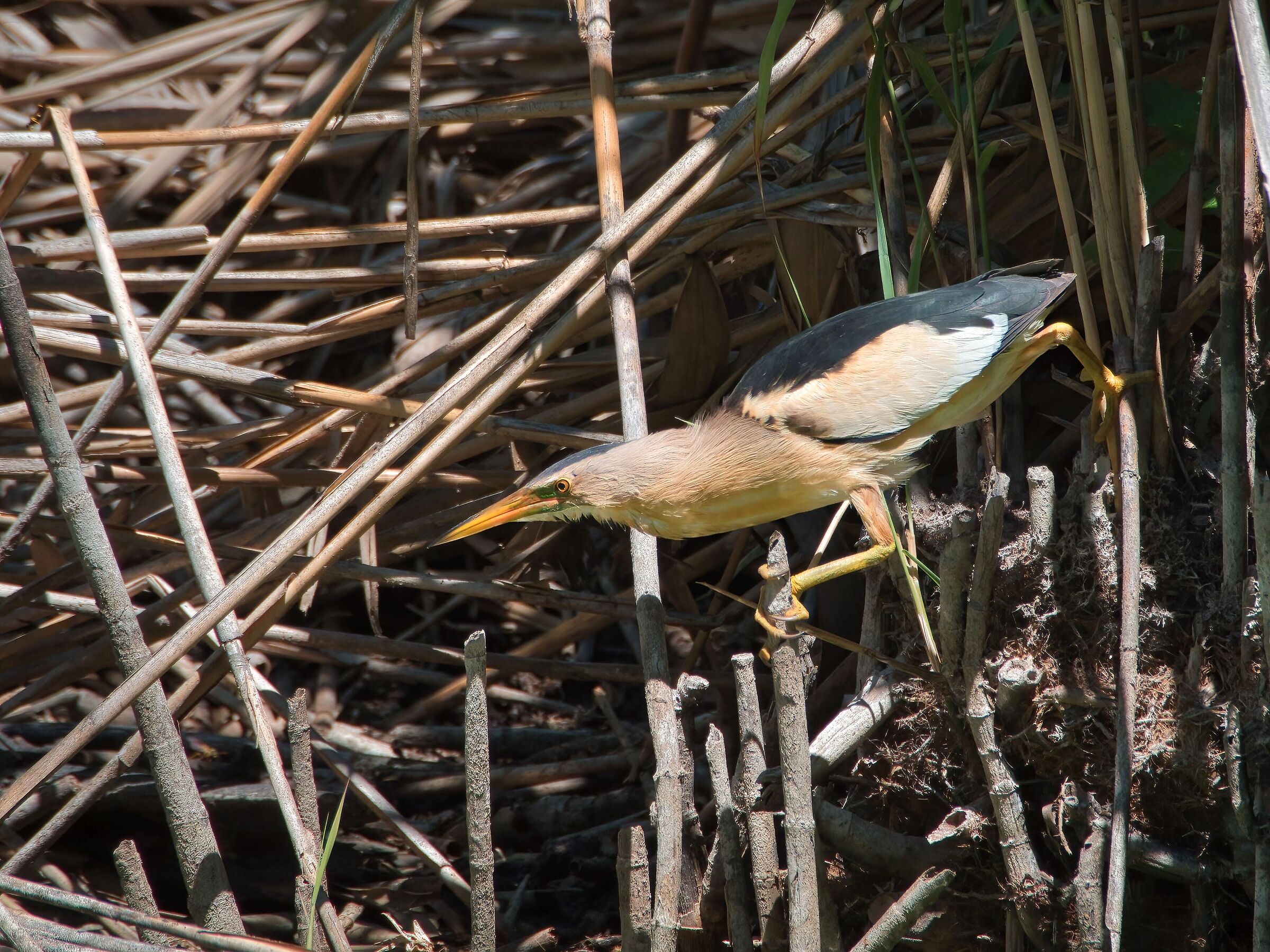 The hunter in his kingdom