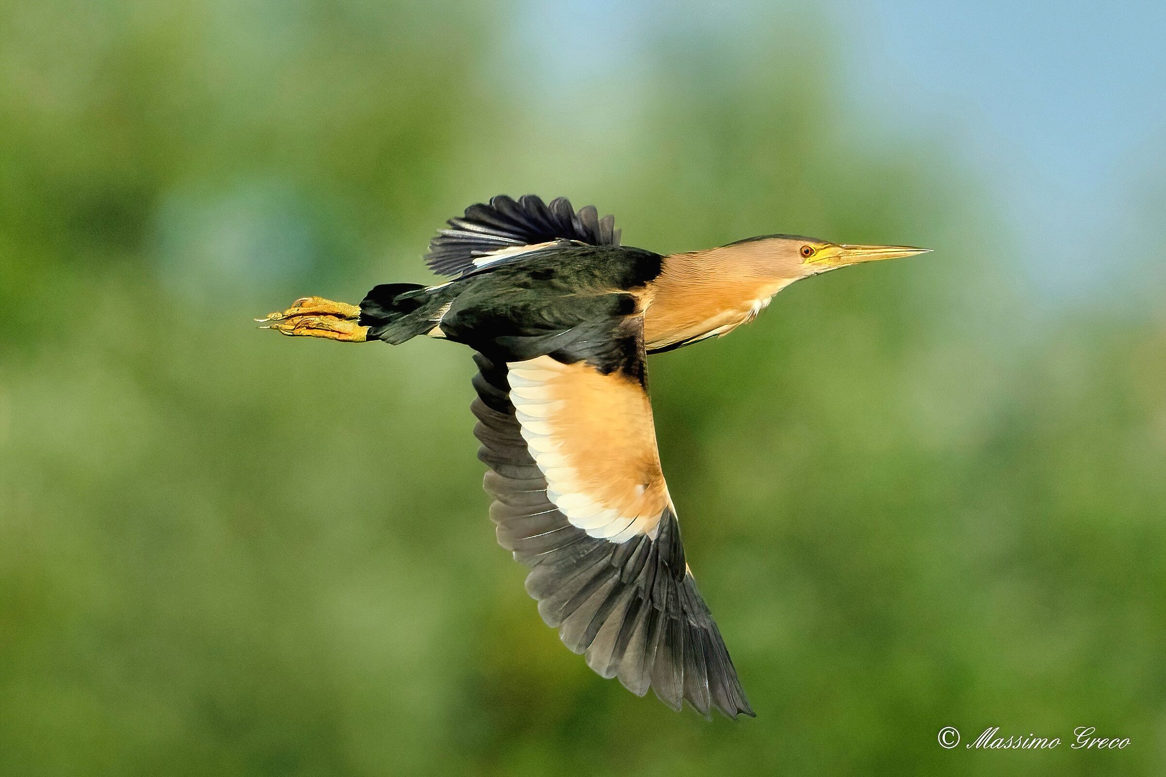 Bittern (Ixobrychus minutus)