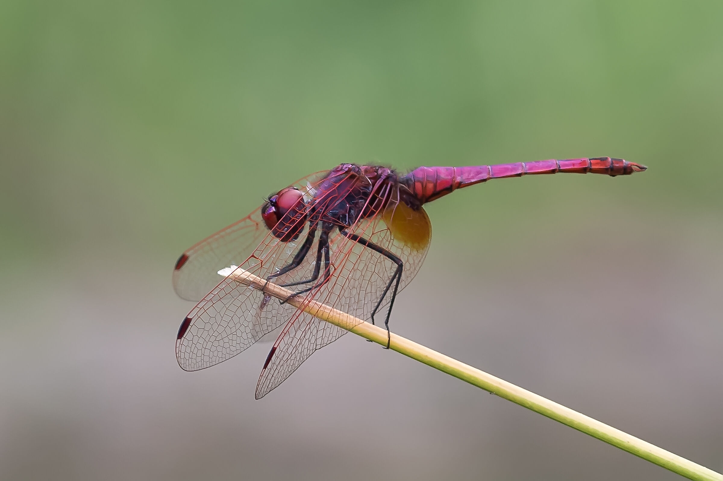 Dragonfly