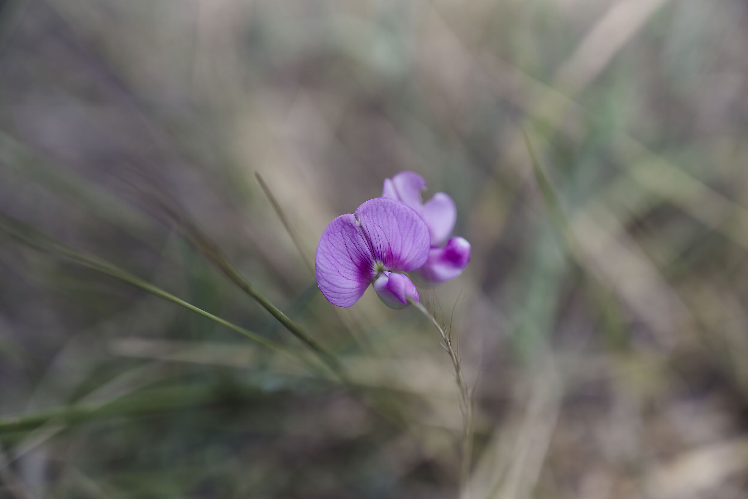 Sfumature di viola