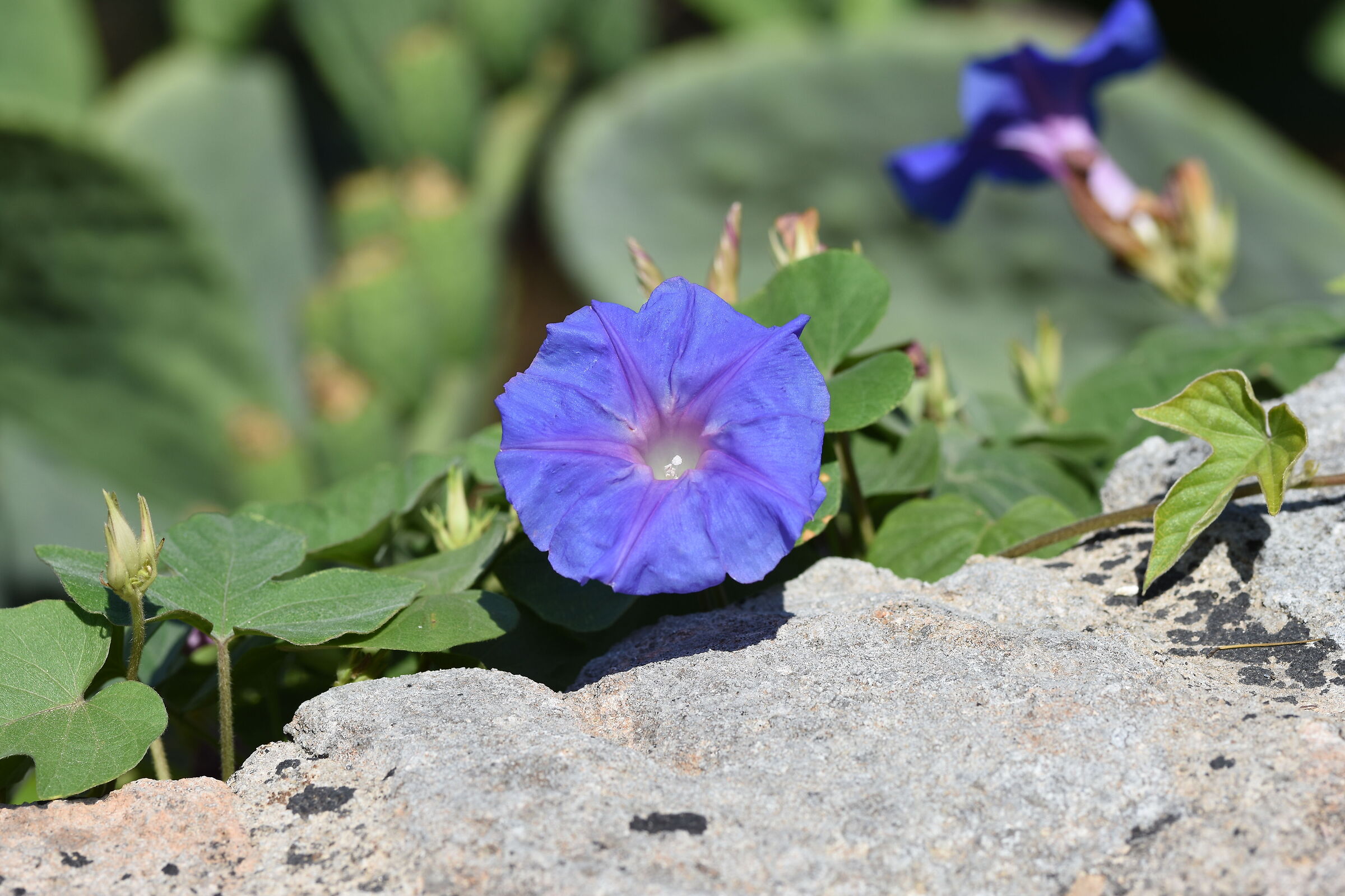 Sigma 85, 1.4 Art- Nikon D 7200