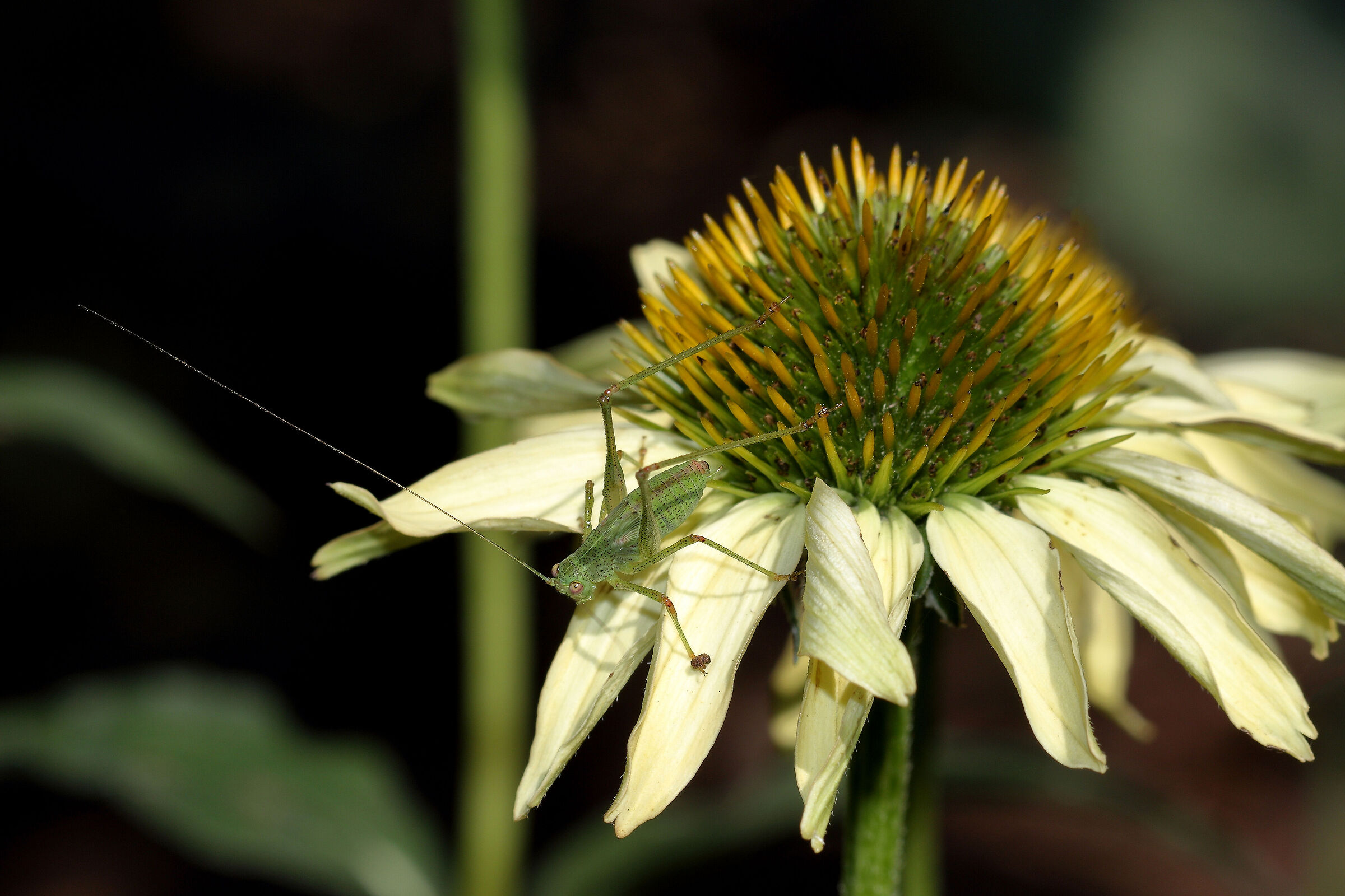 Ninfa di Phaneroptera nana su Echinacea purpurea