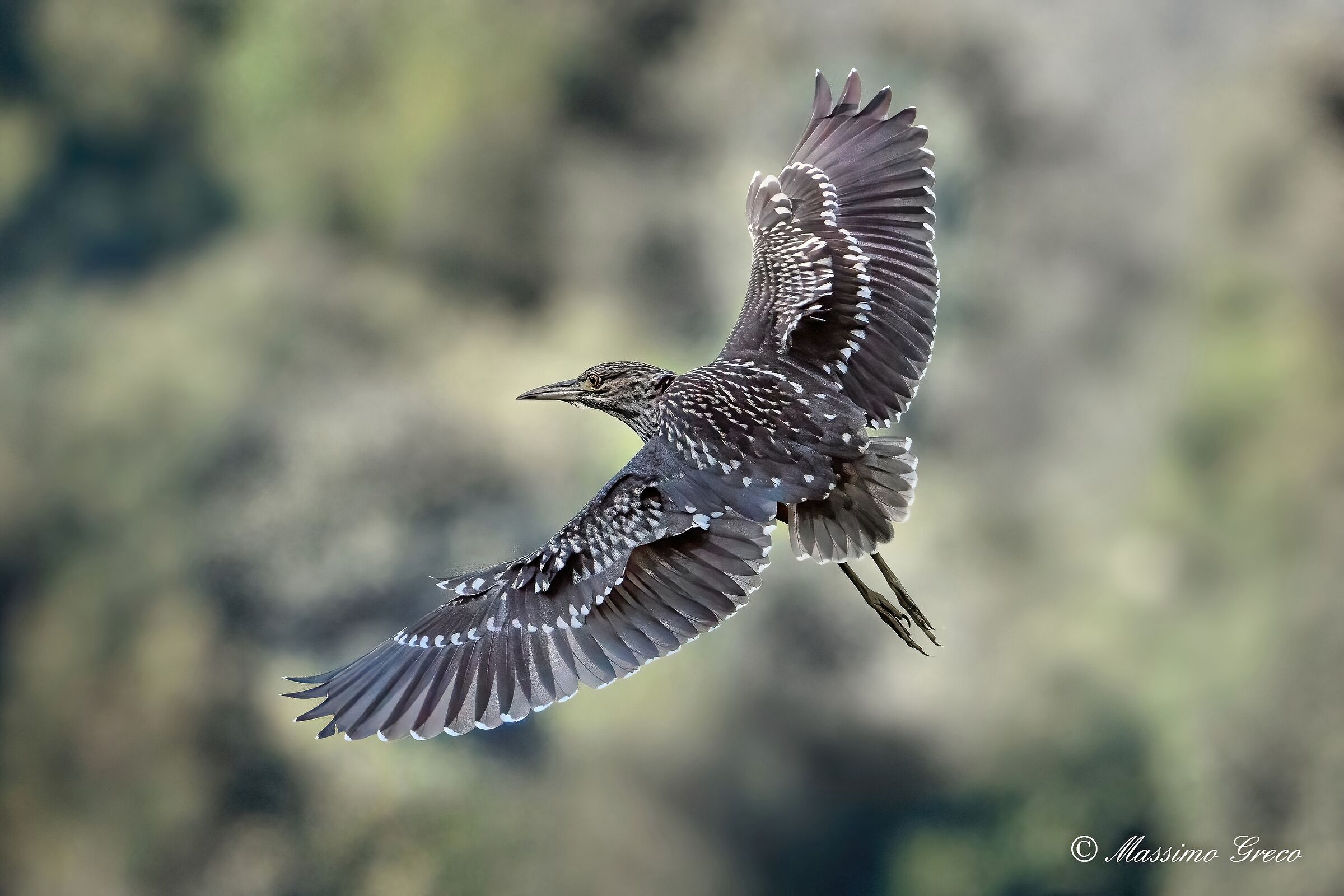 Nitticora (Nycticorax nycticorax ) juv