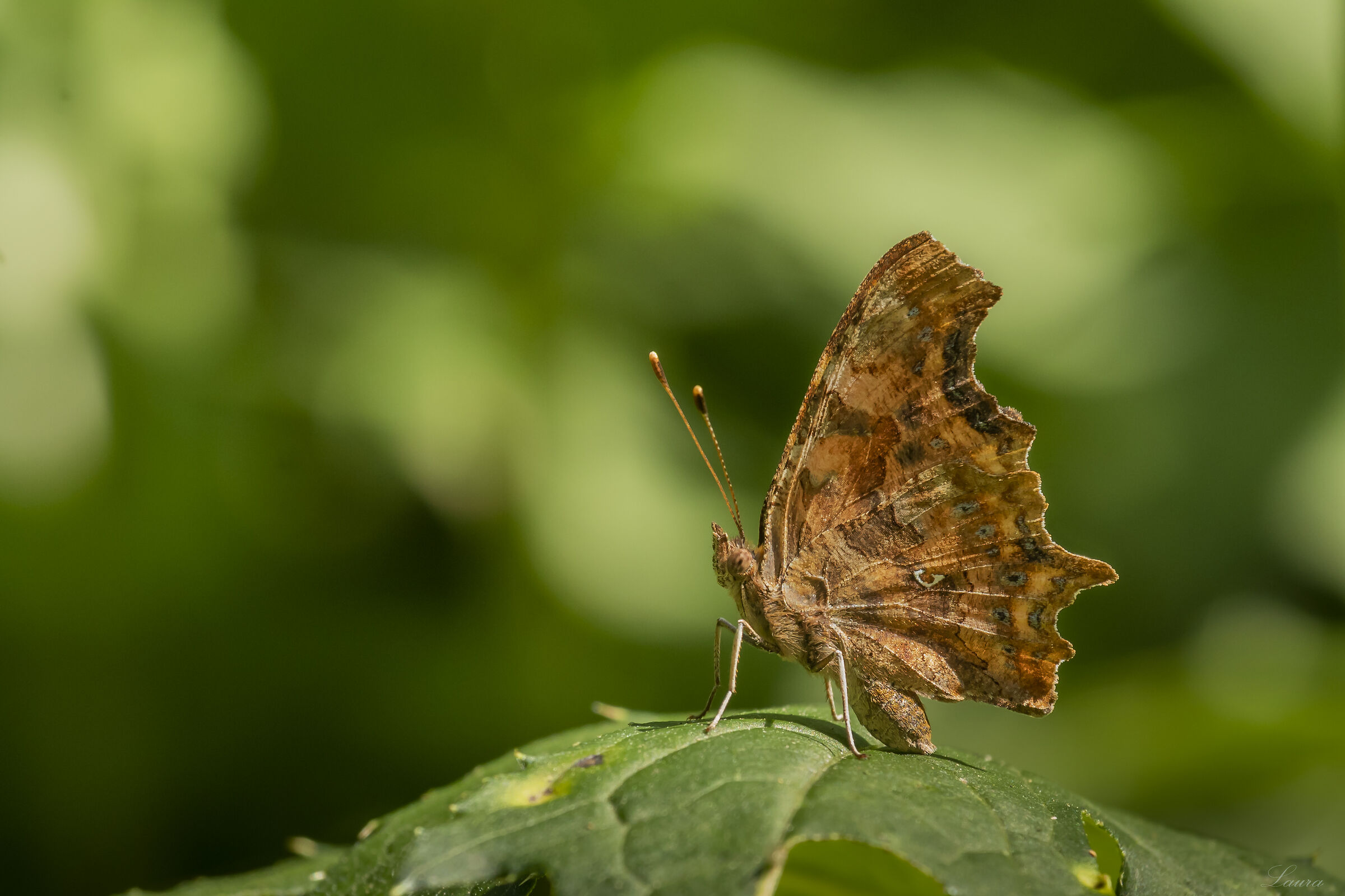polygonia c-album