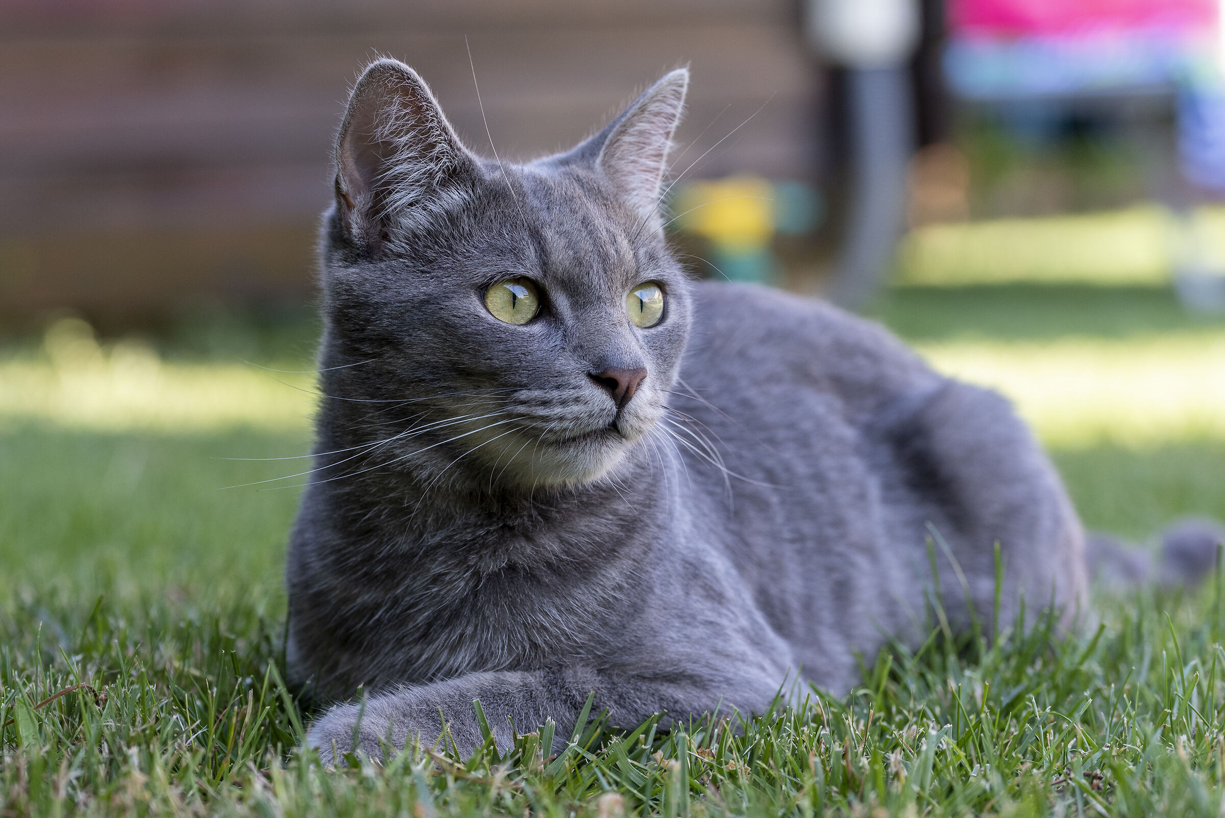 Cat posing