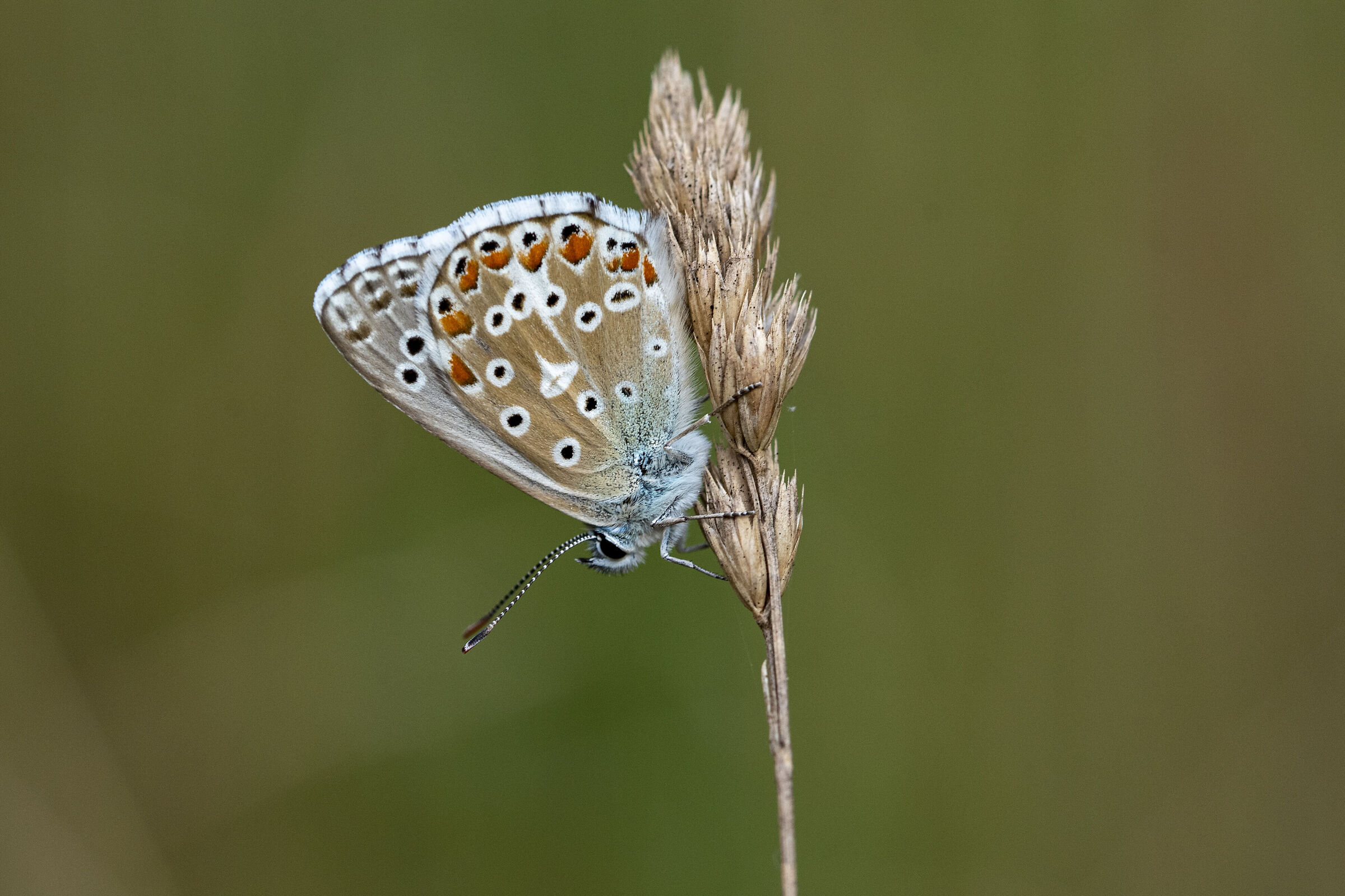 Butterfly ?