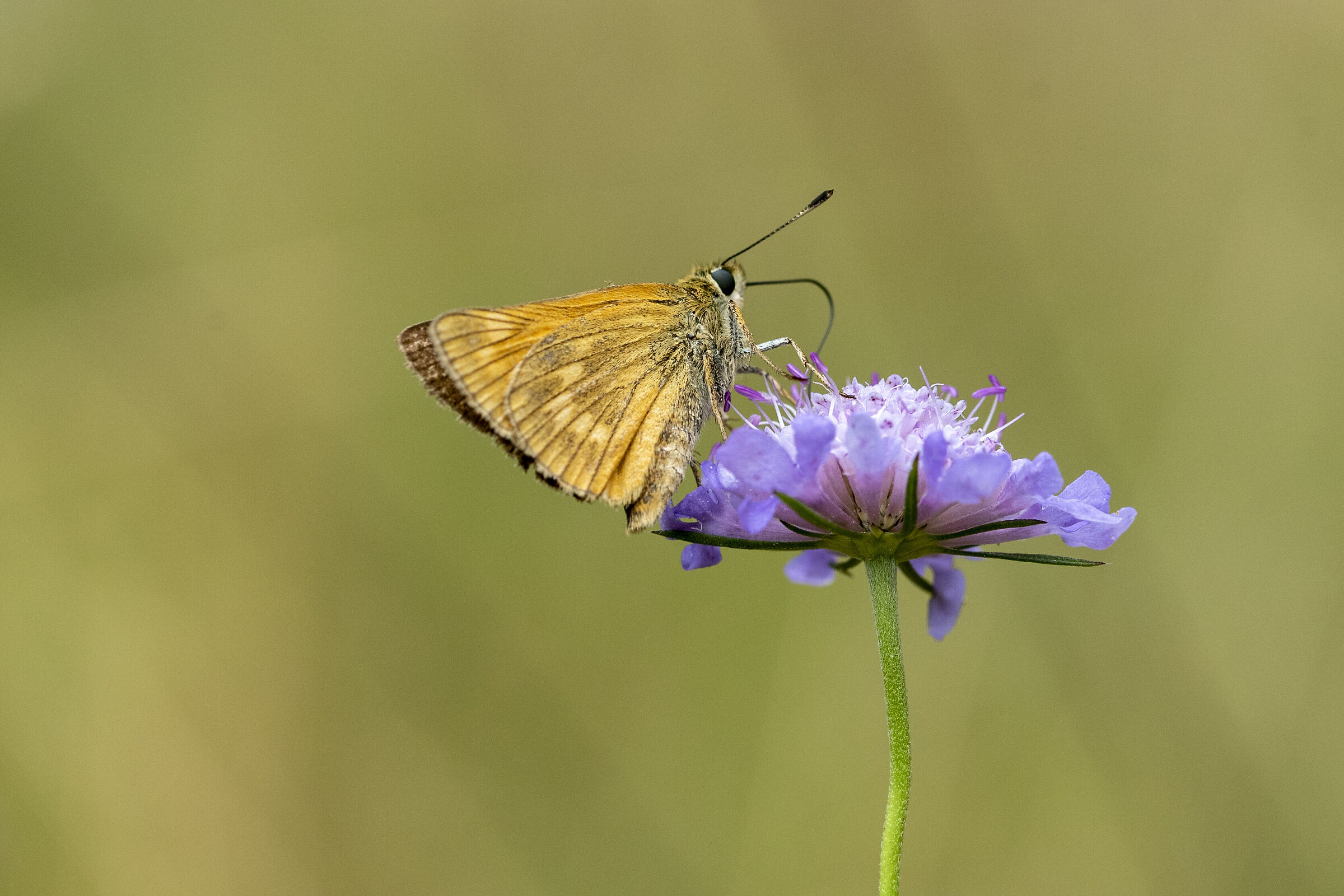 Butterfly ??