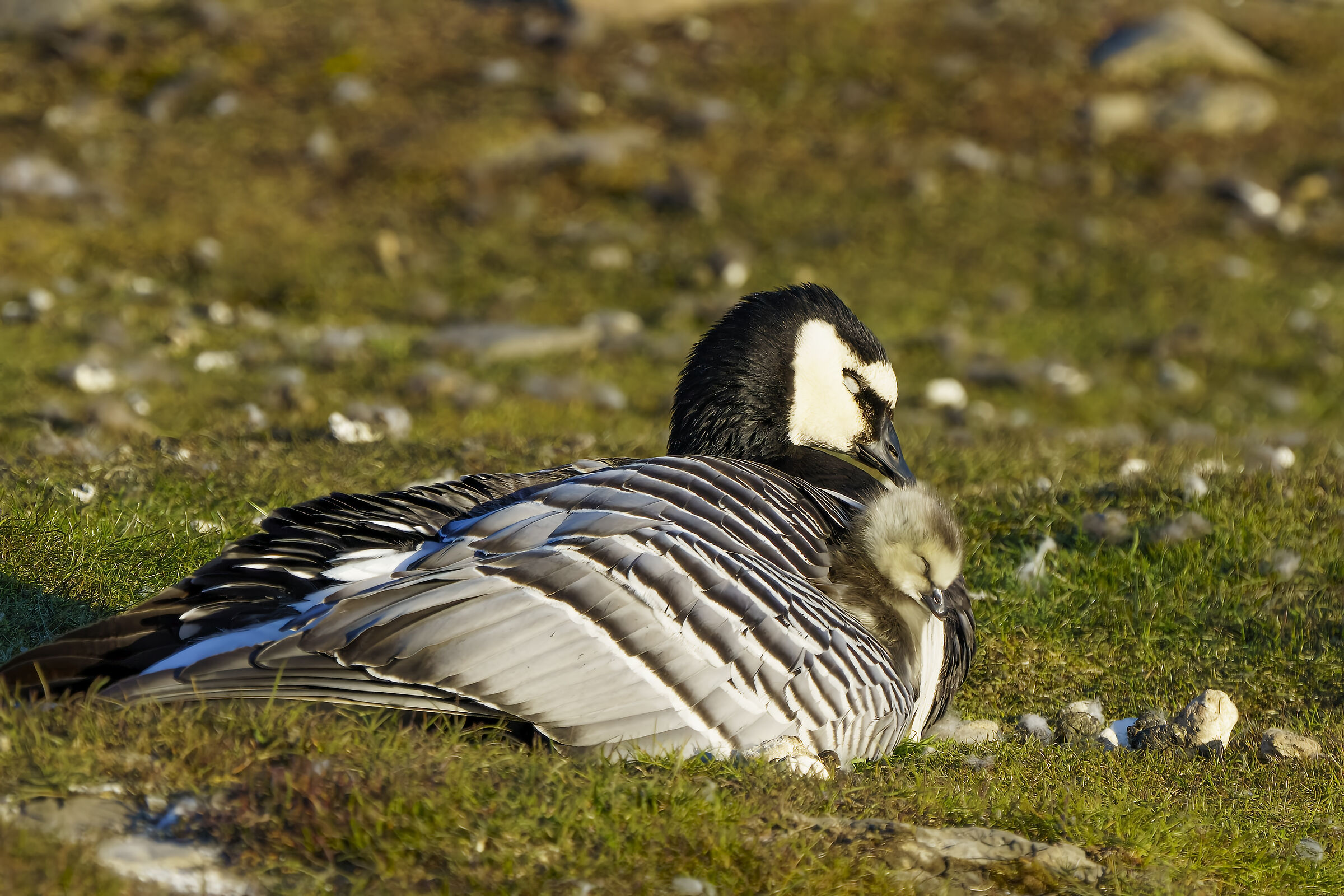 Oca testabianca con pullo sotto l'ala