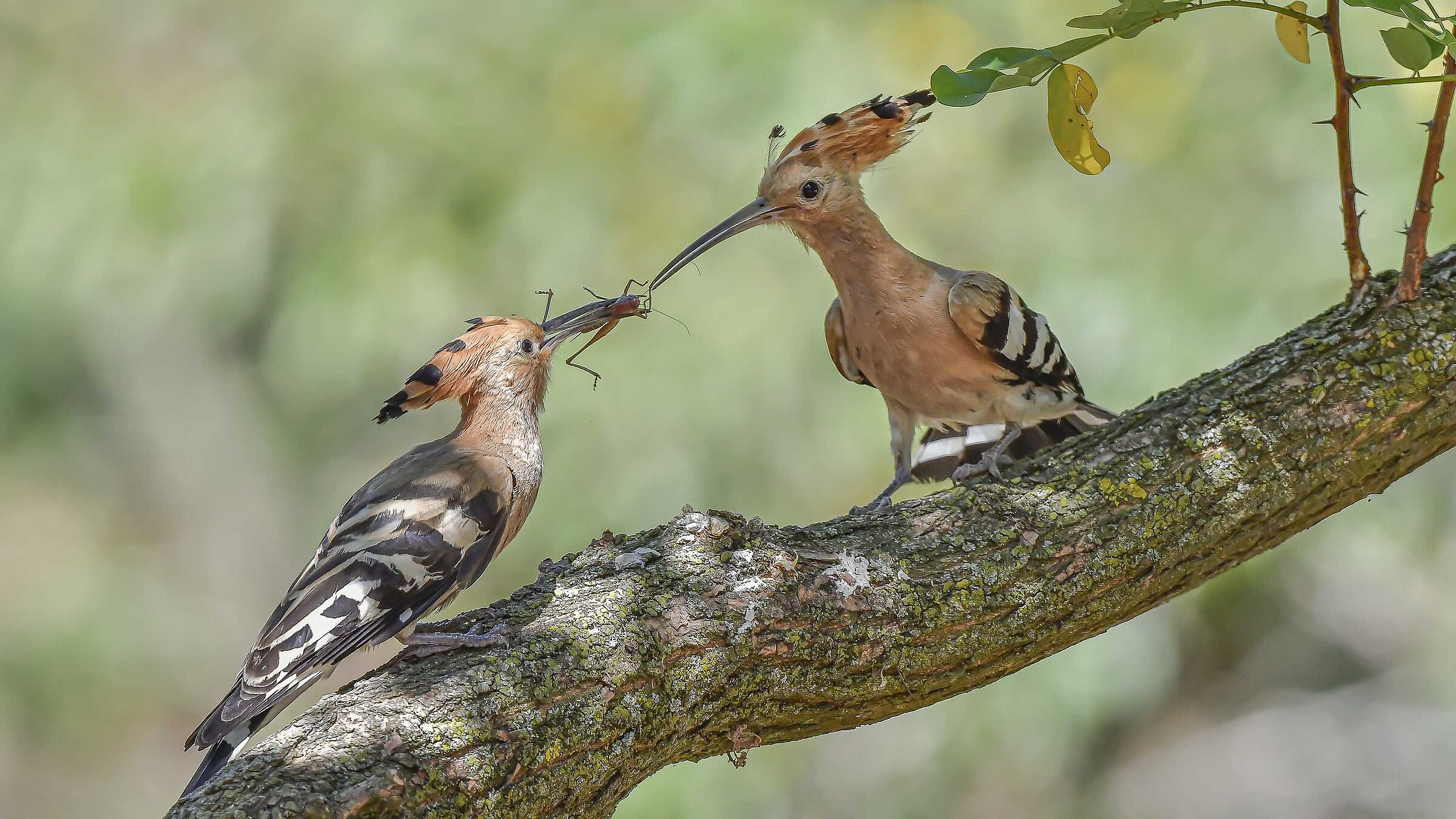 Passage of food x the little Hoopoes !!