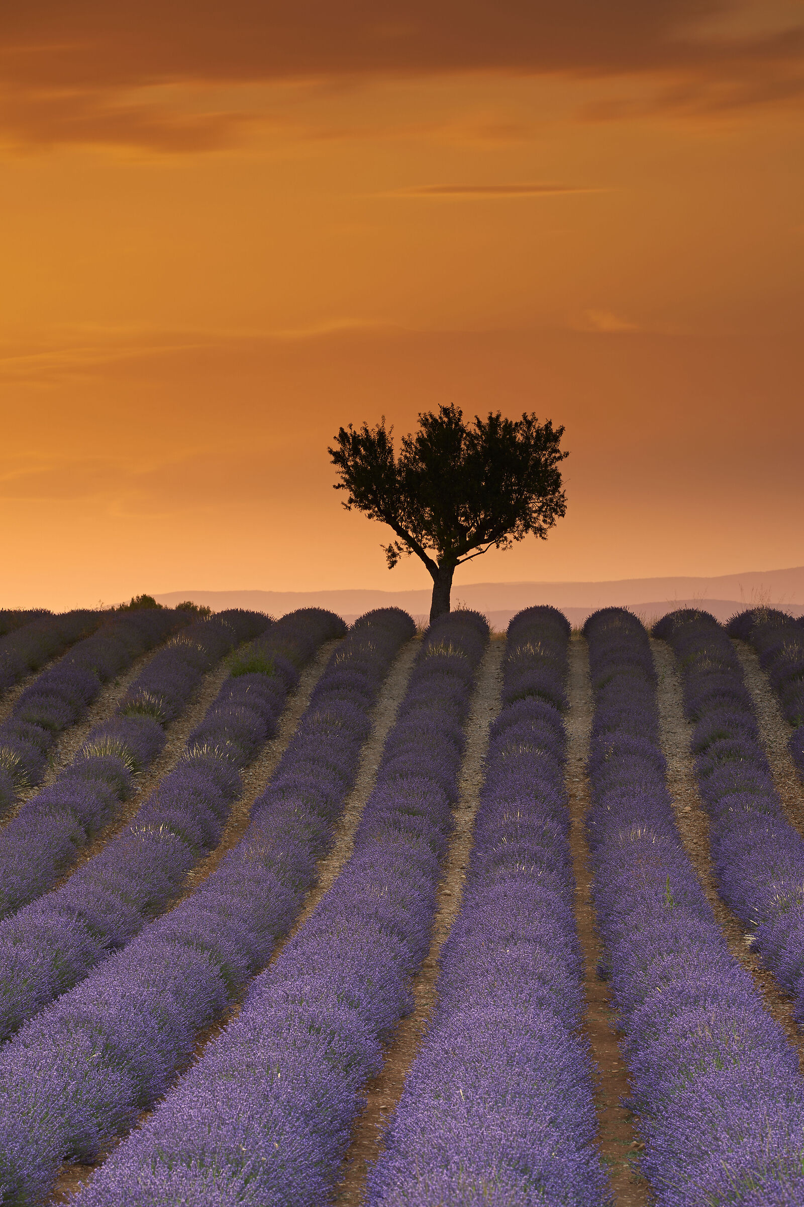 sunset in Valensole