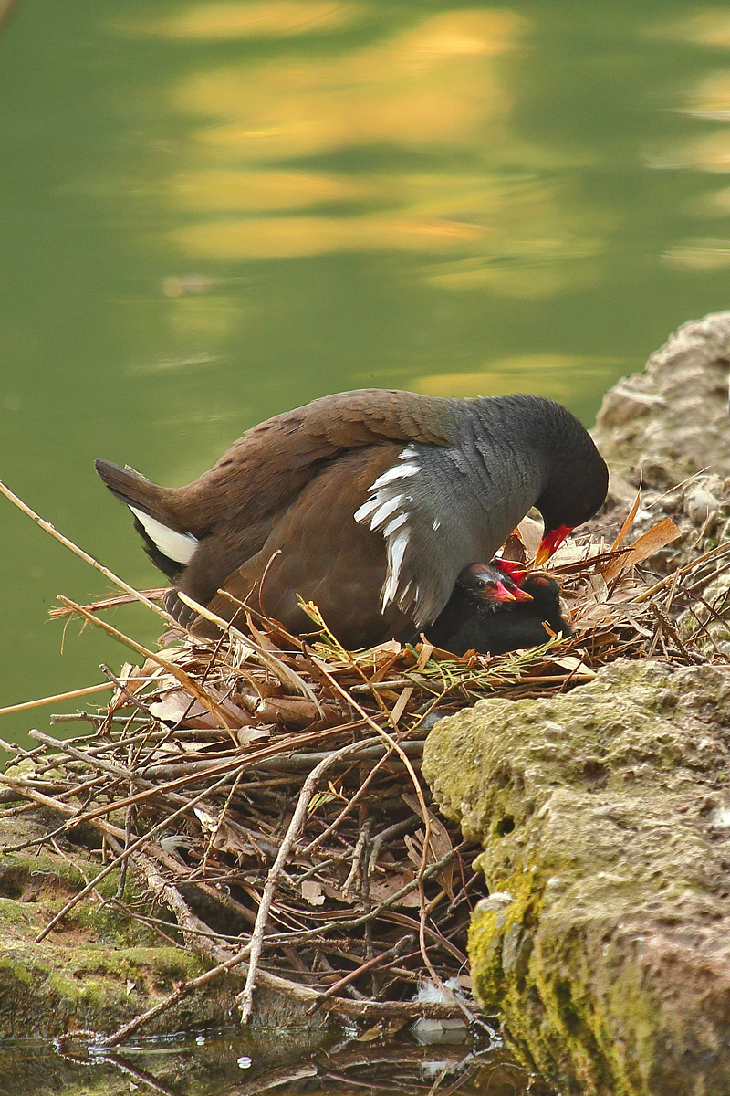 Gallinella con prole