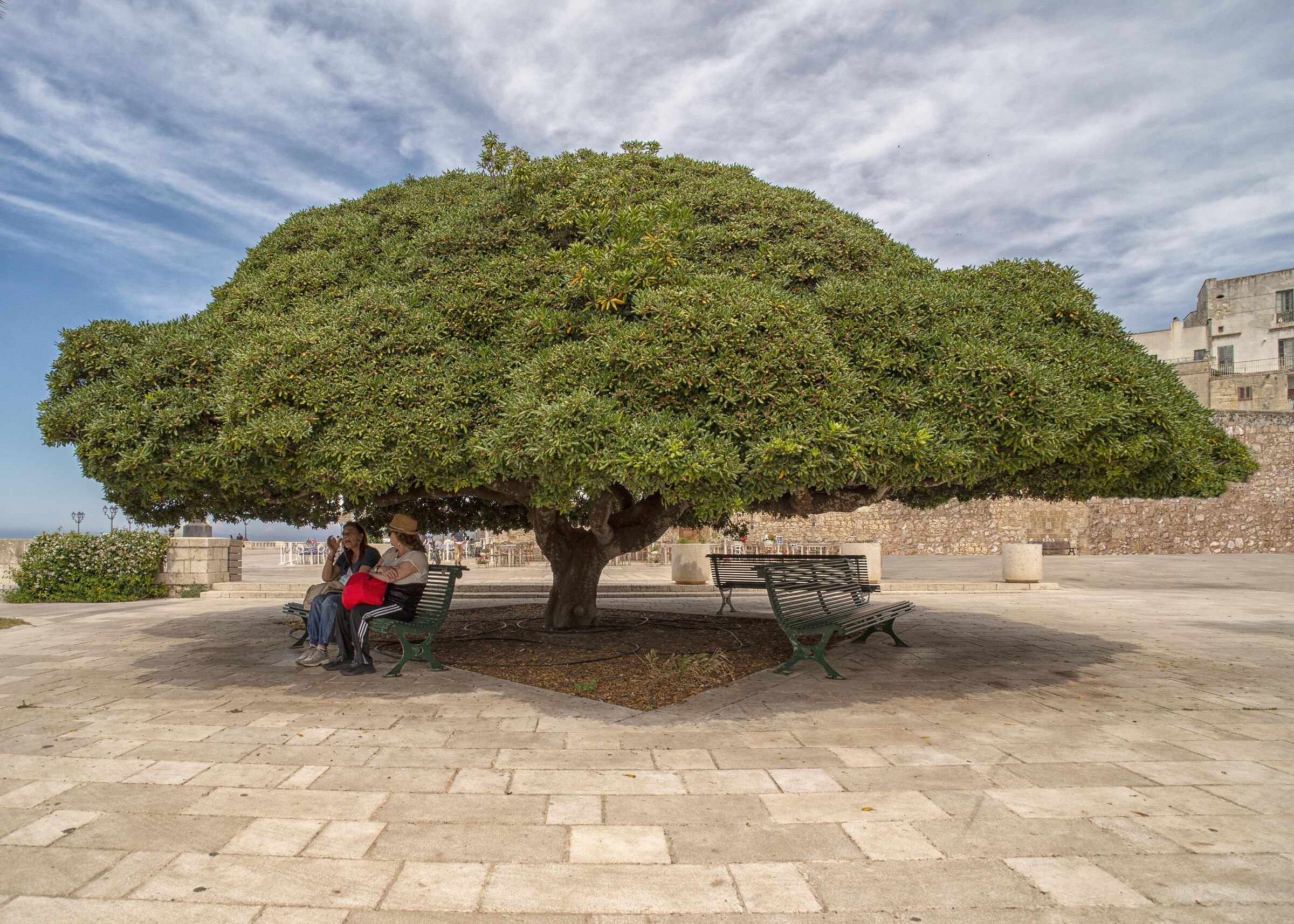 the tree