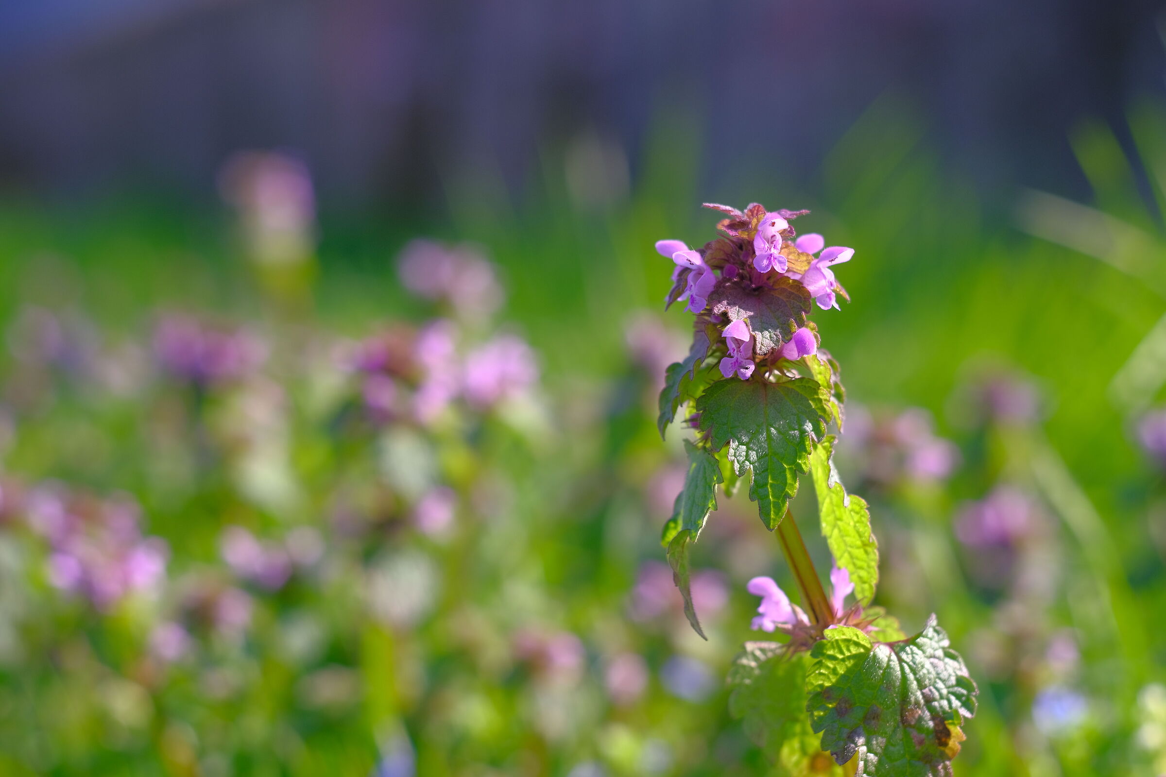 Wild Milanese flower