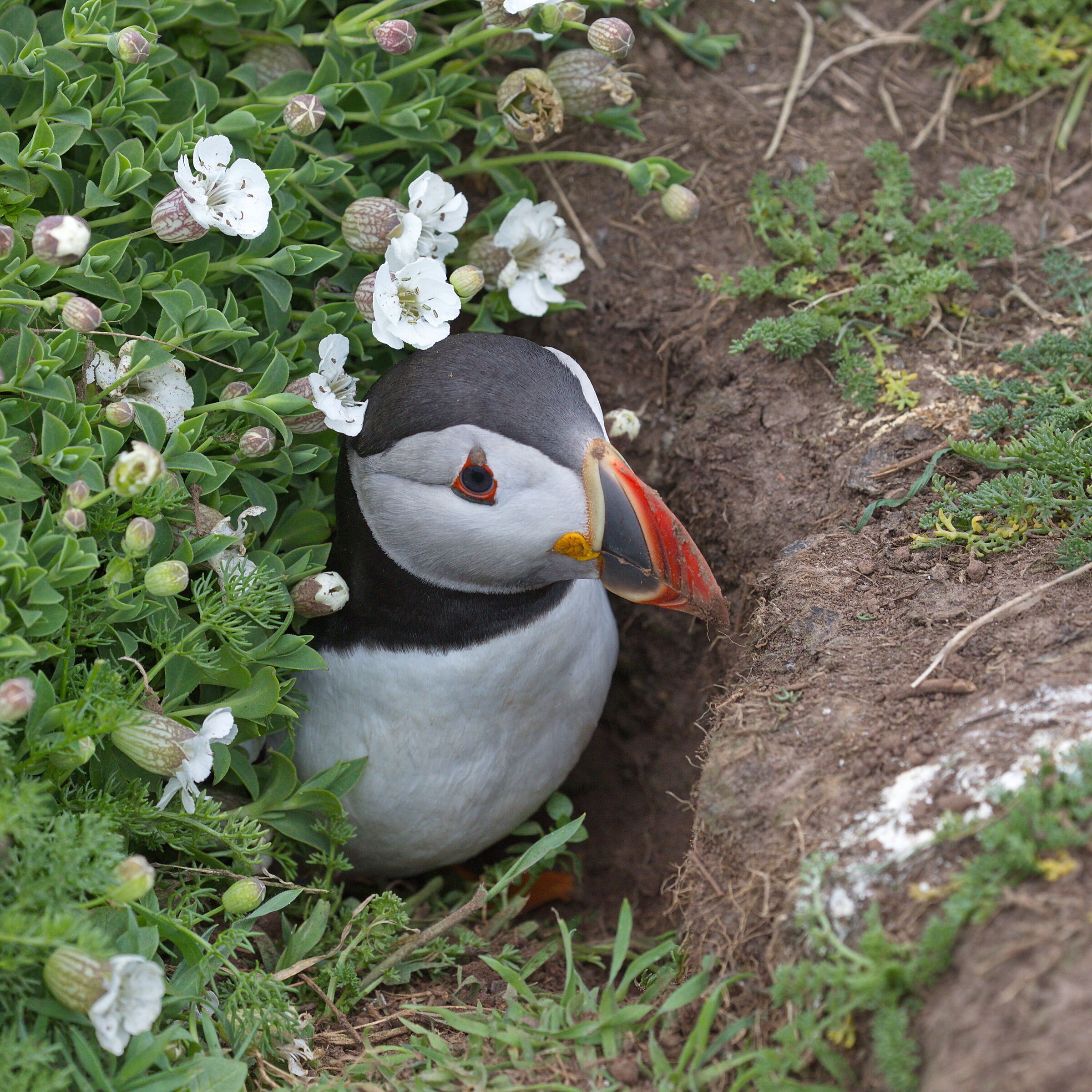 Nido con giardino in fiore