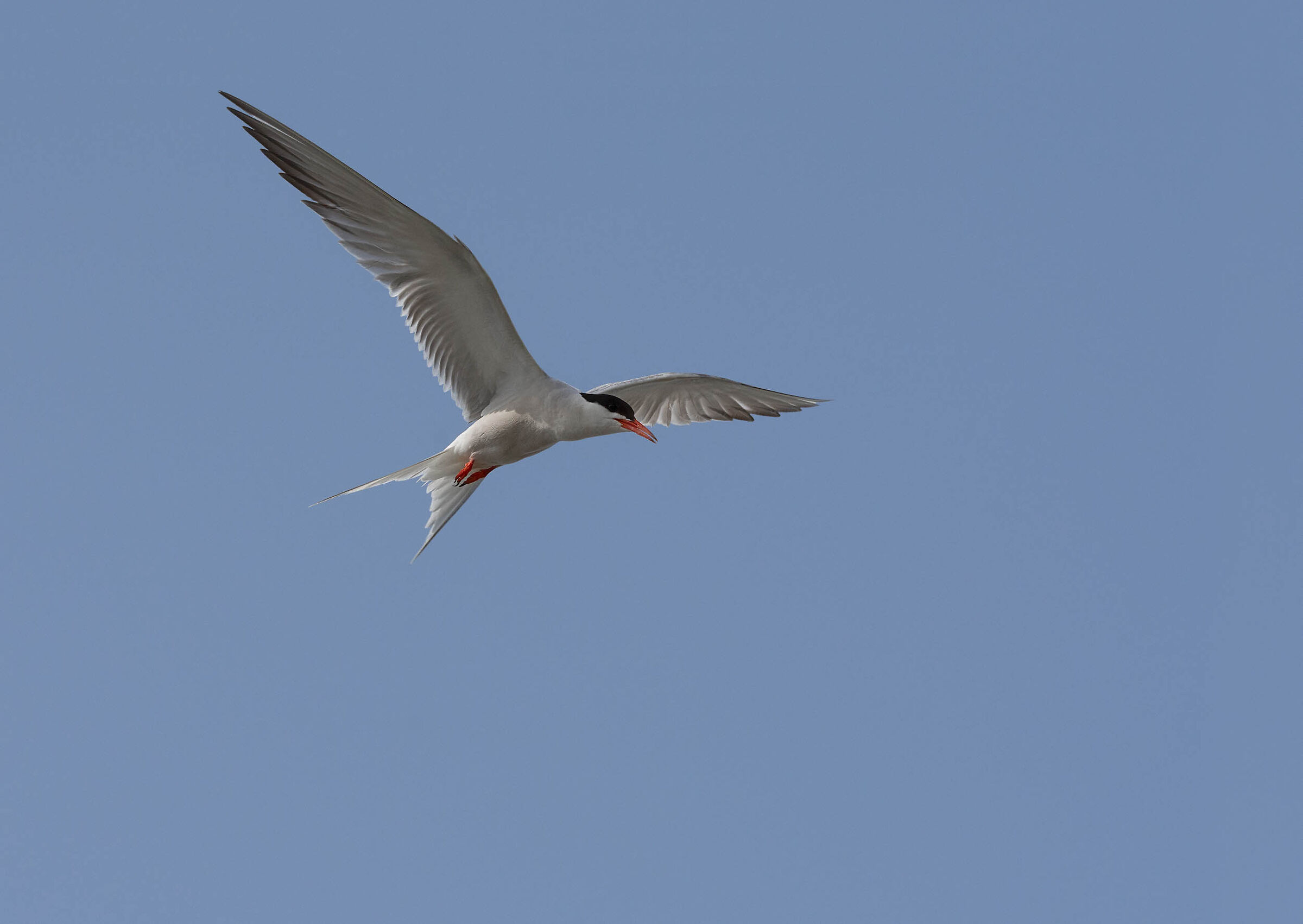 Hirundo