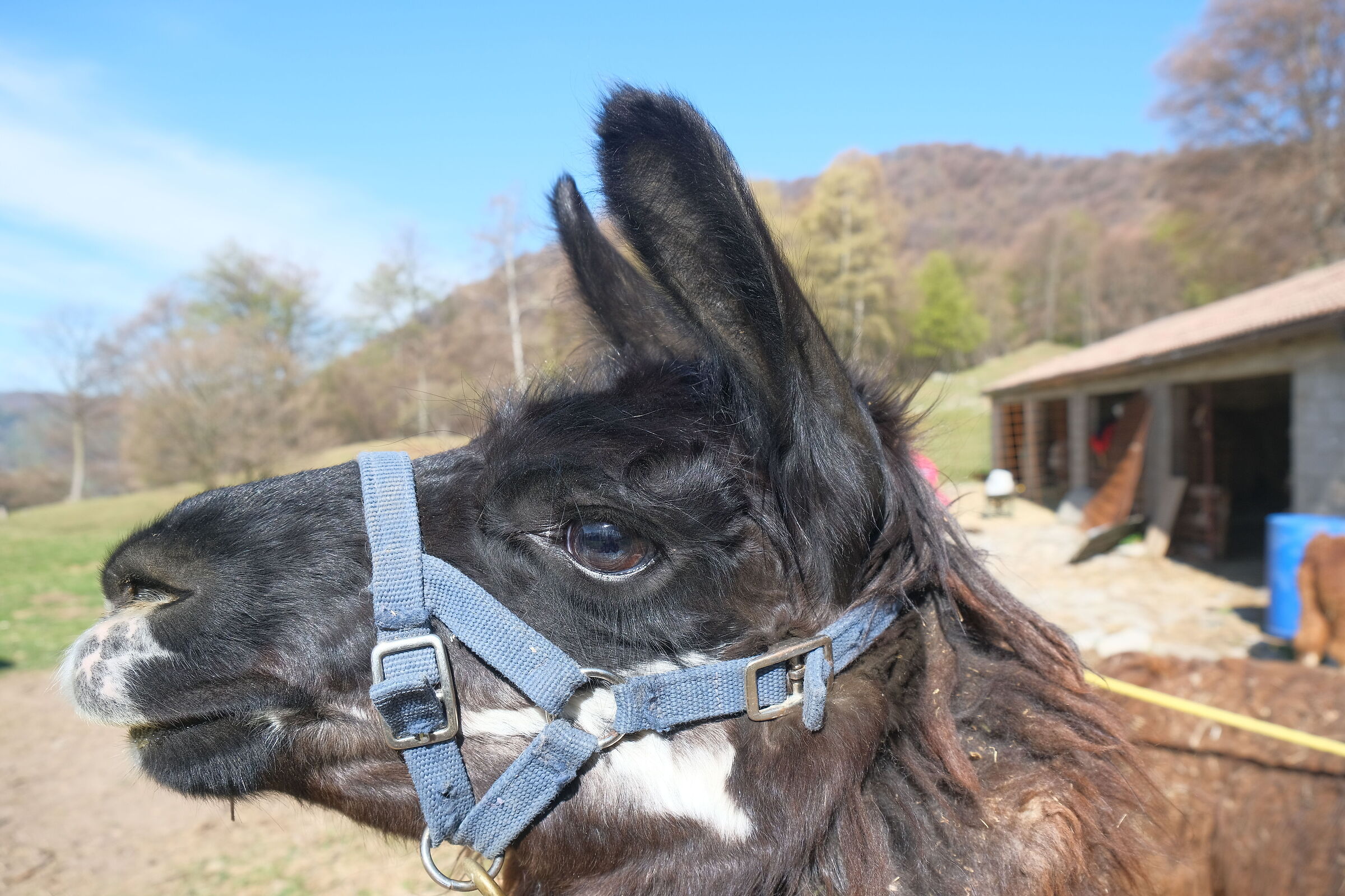 A (almost) Swiss lama