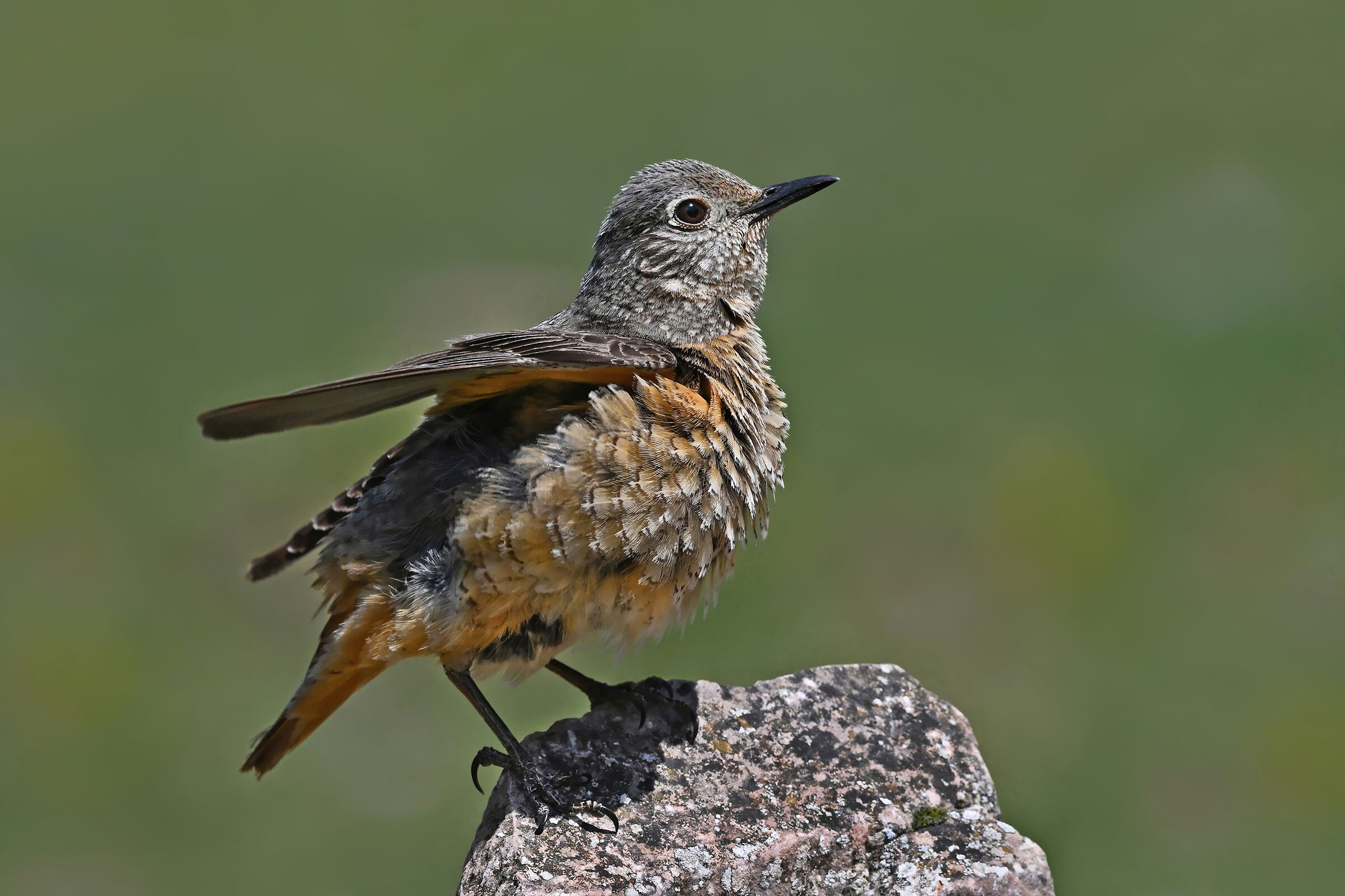 Stories of feathers ( Codirossone F. )