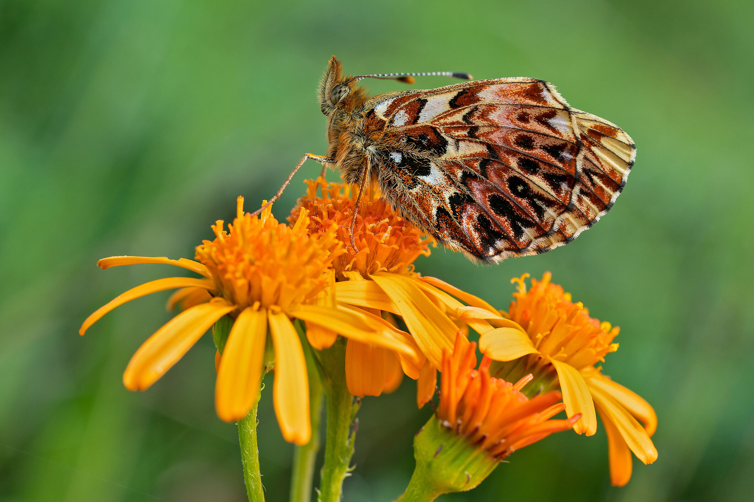 Boloria titania