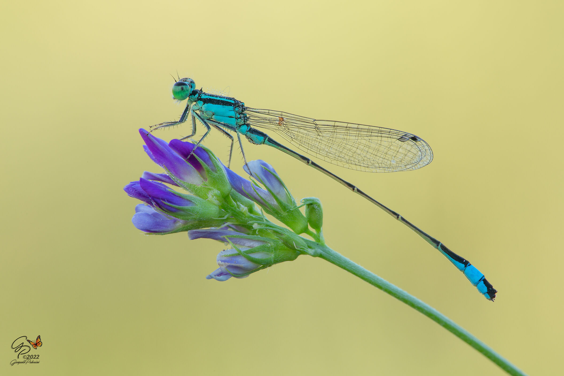 Un "fiore" sul fiore