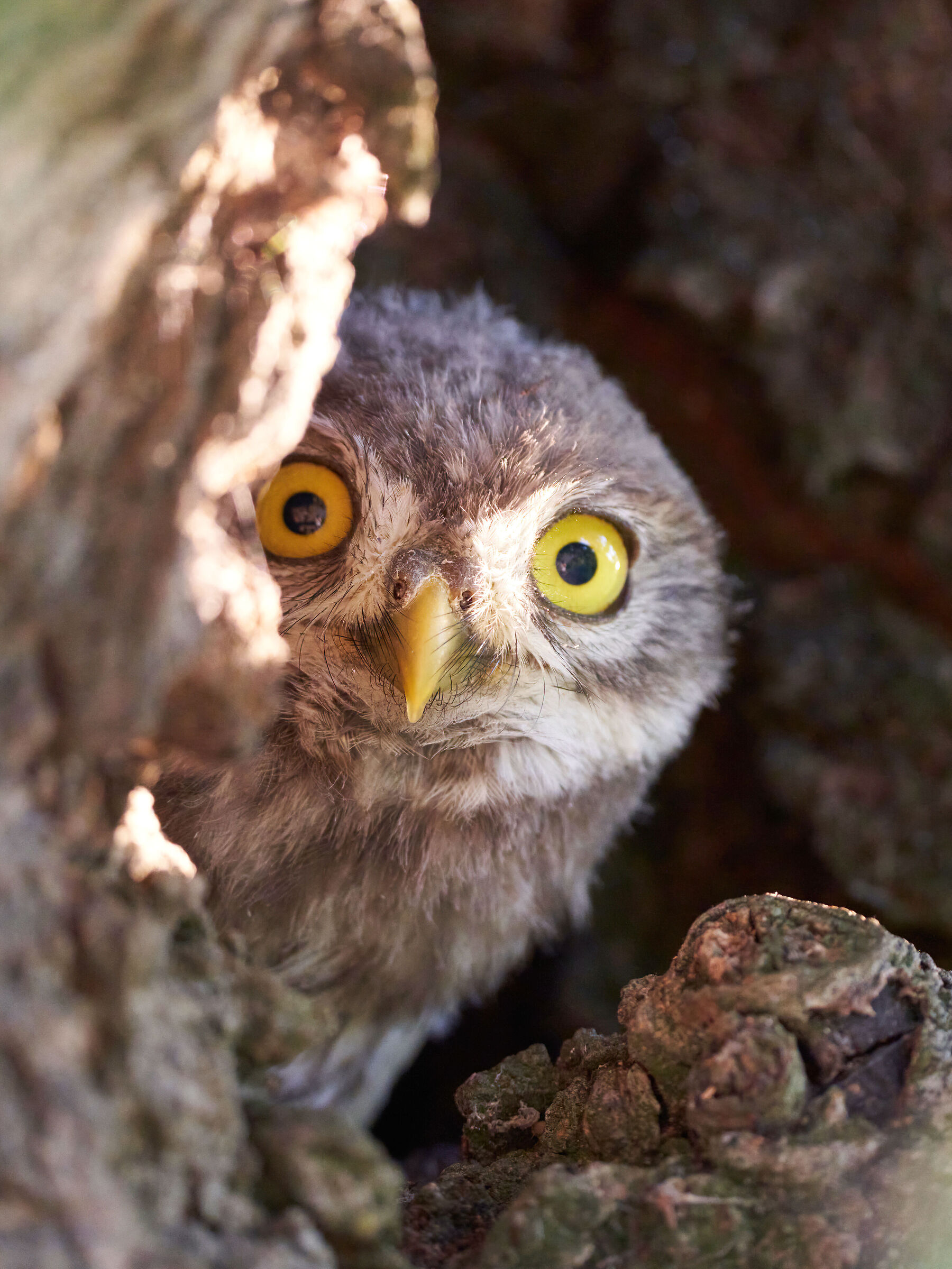 Cusious owl