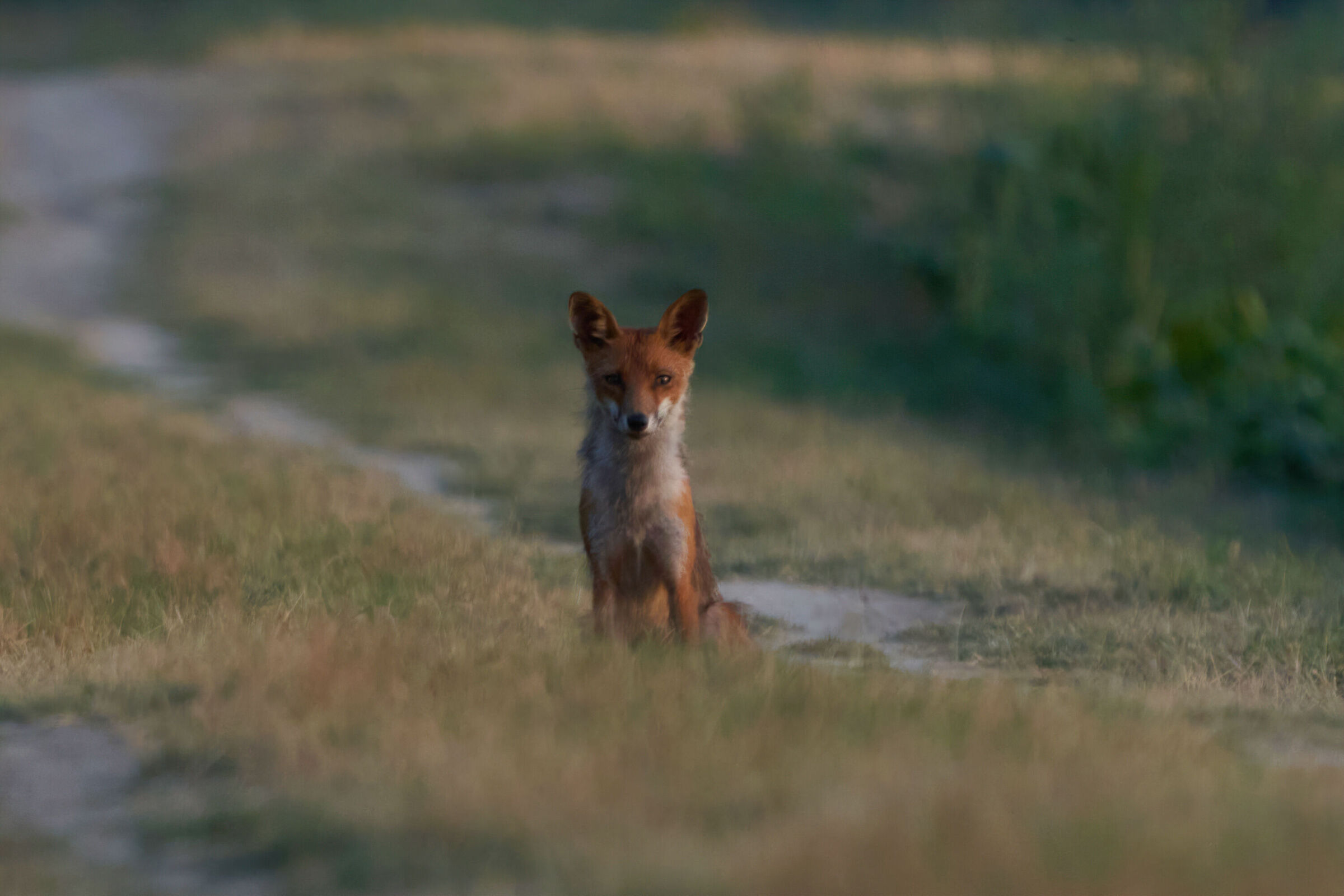 Curious fox