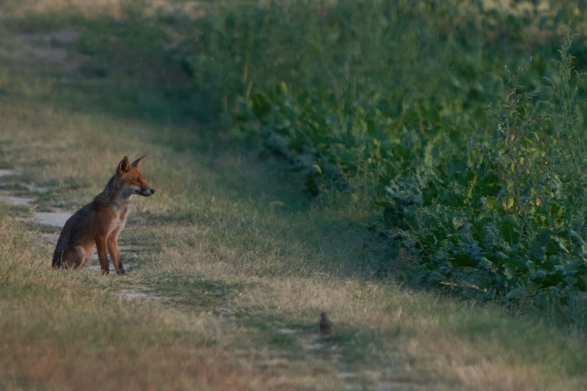 volpe contempla il tramonto