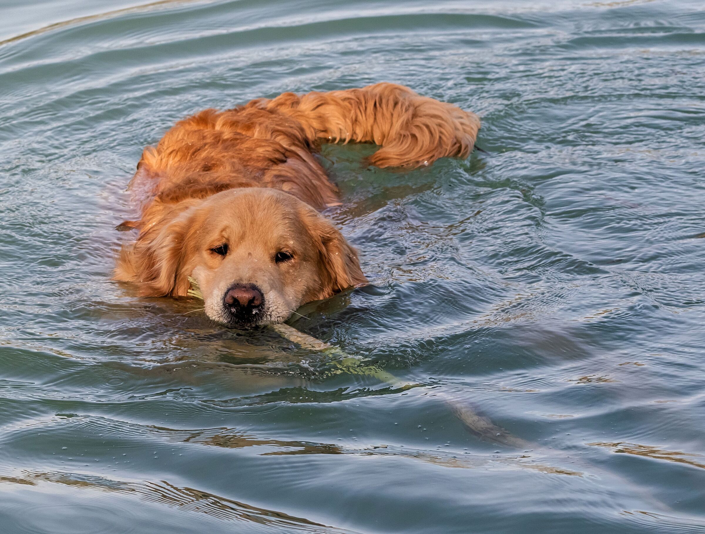 golden retriver in acqua recupera legno 16/02/22