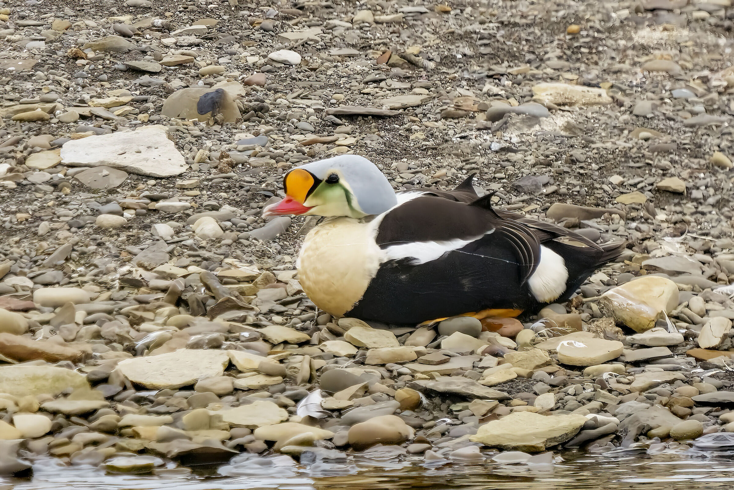 Edredone maschio-King eider