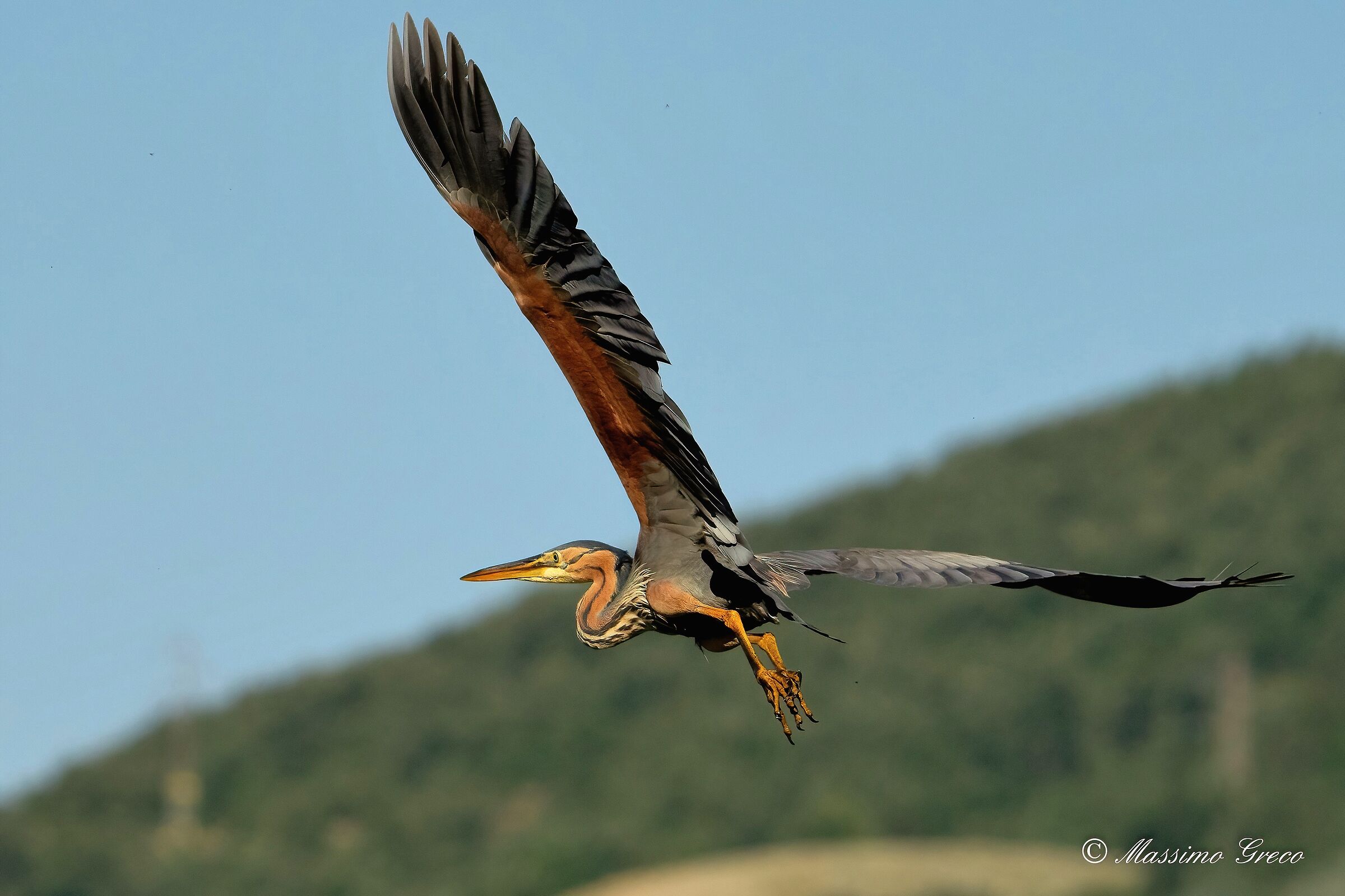 Red heron (Ardea purpurea)