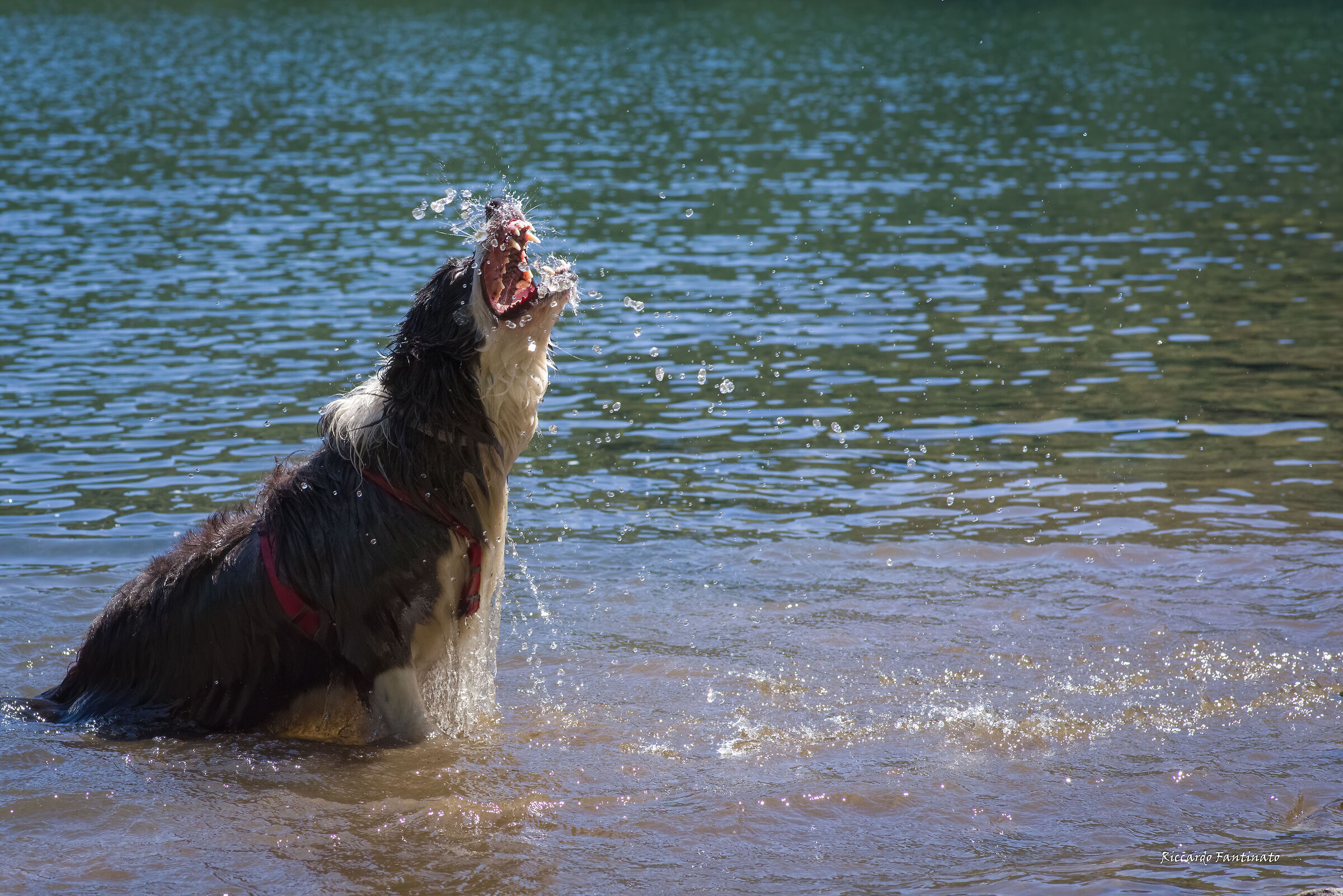 giochi d'acqua